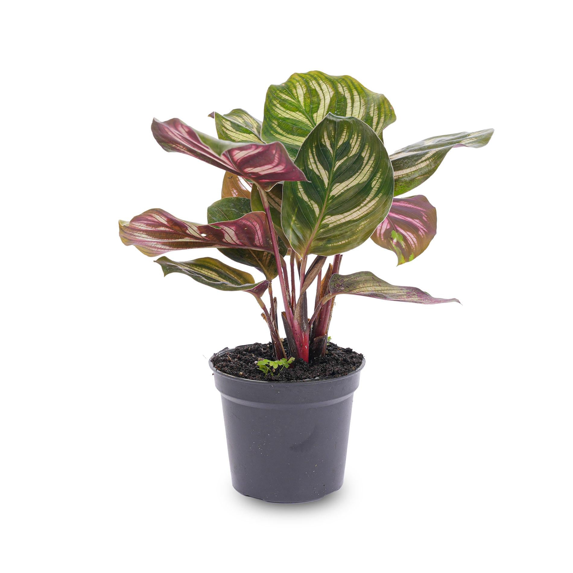 bunte Topfpflanze Pfauenpflanze Calathea Makoyana
