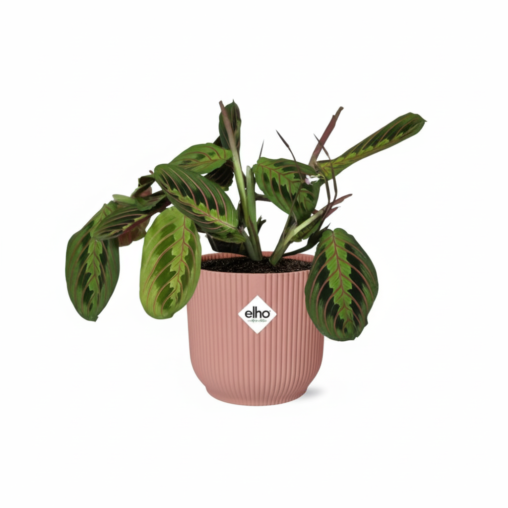 bunte Zimmerpflanze Dreifarbige Gebetspflanze Maranta Leuconeura ‘Fascinator’ Tricolor im rosa Elho Topf
