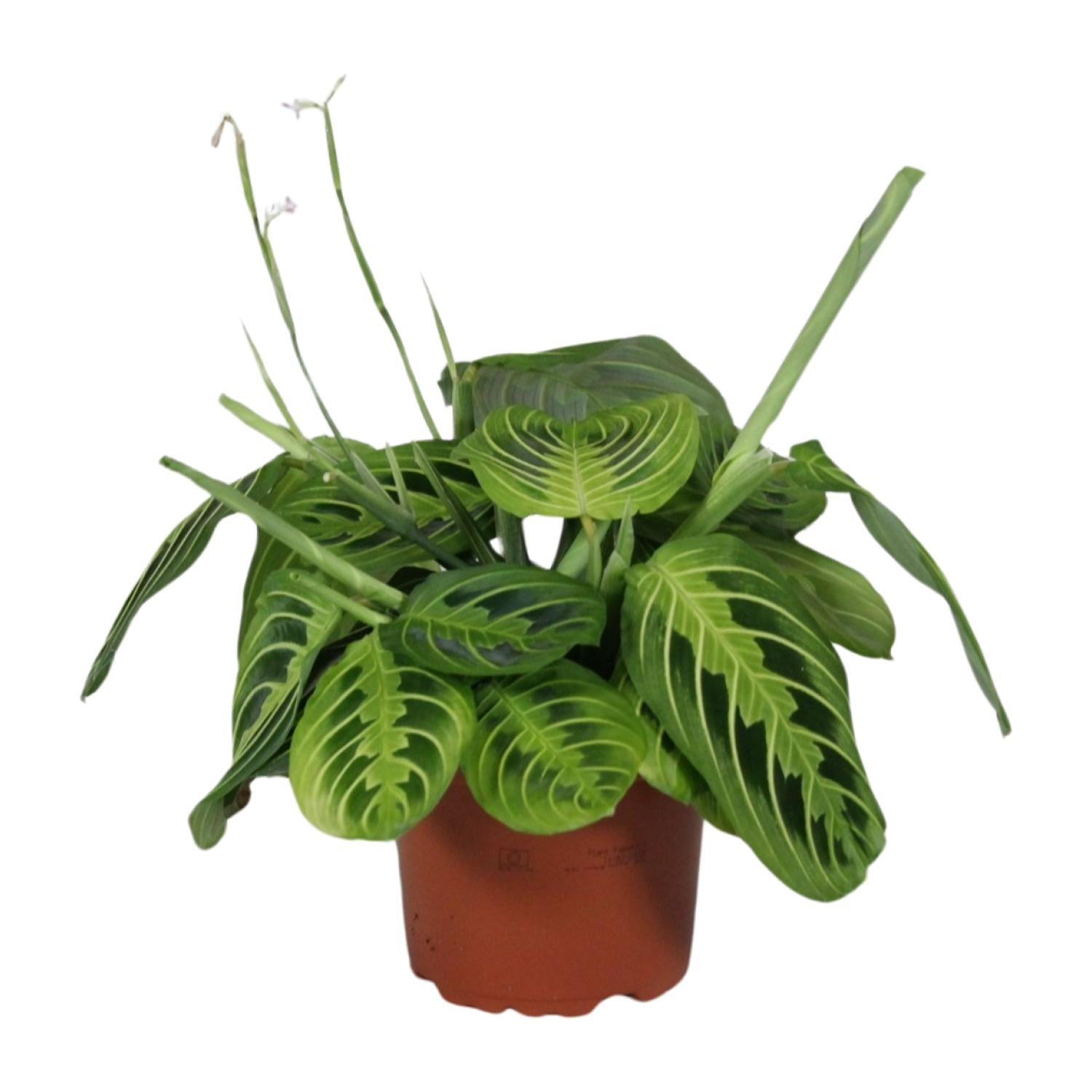 bunte Zimmerpflanze Maranta Leuconeura Fascinator Lemon Lime im Topf