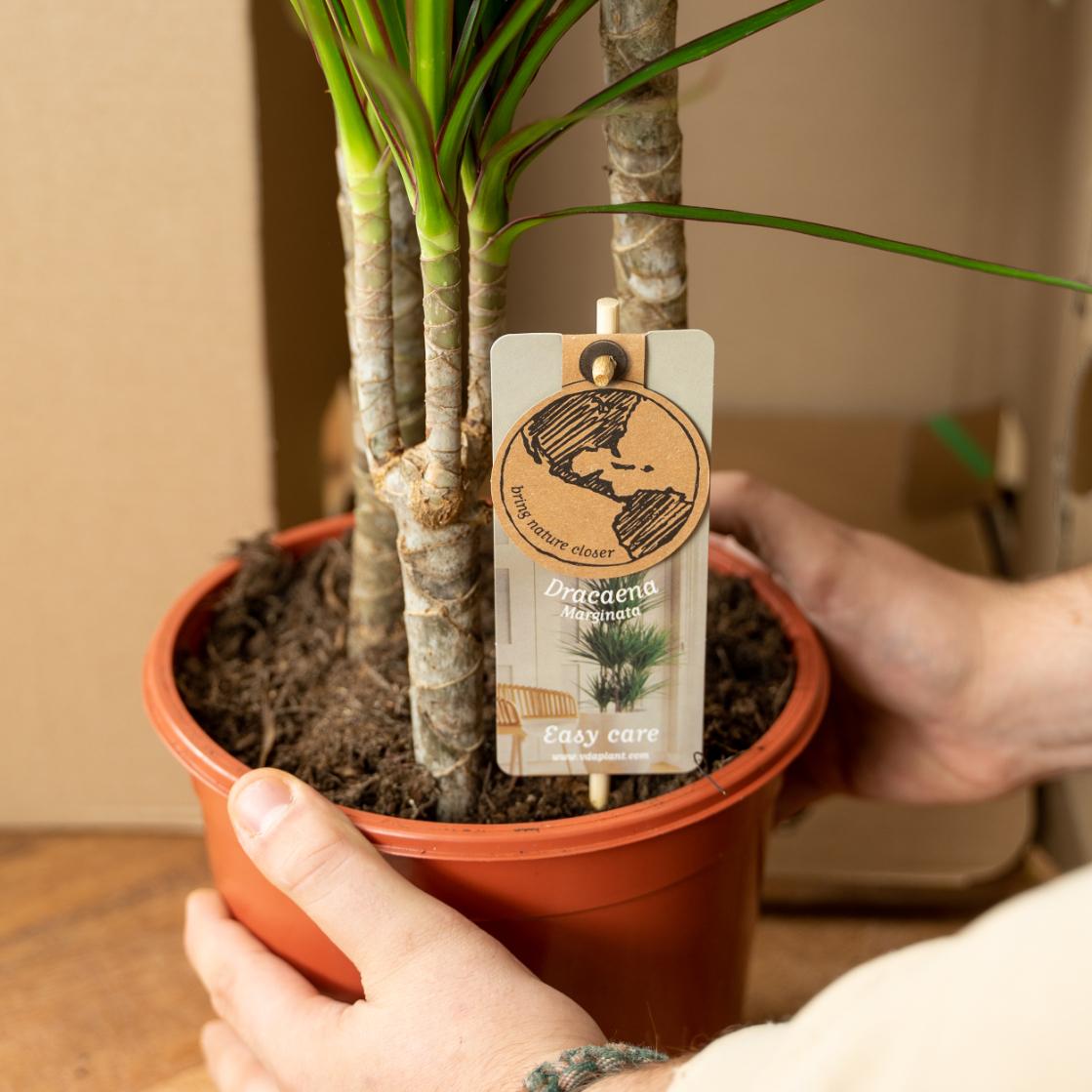 Stämme eines Drachenbaum Dracaena Marginata im Topf