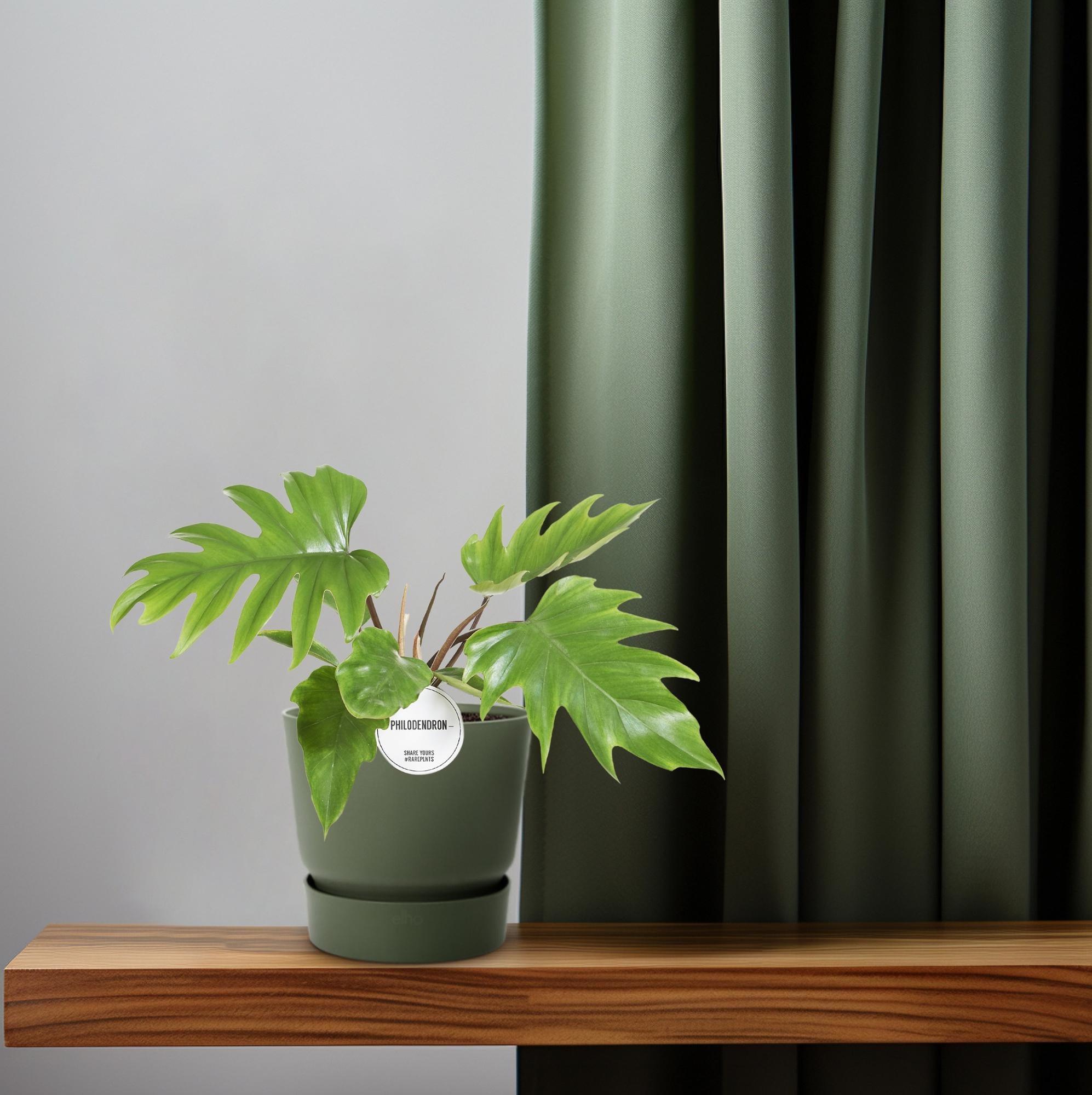 Grünpflanze Philodendron Mayoi  auf einem Regal
