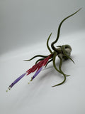 Medusenhaupt Tillandsia caput-medusae