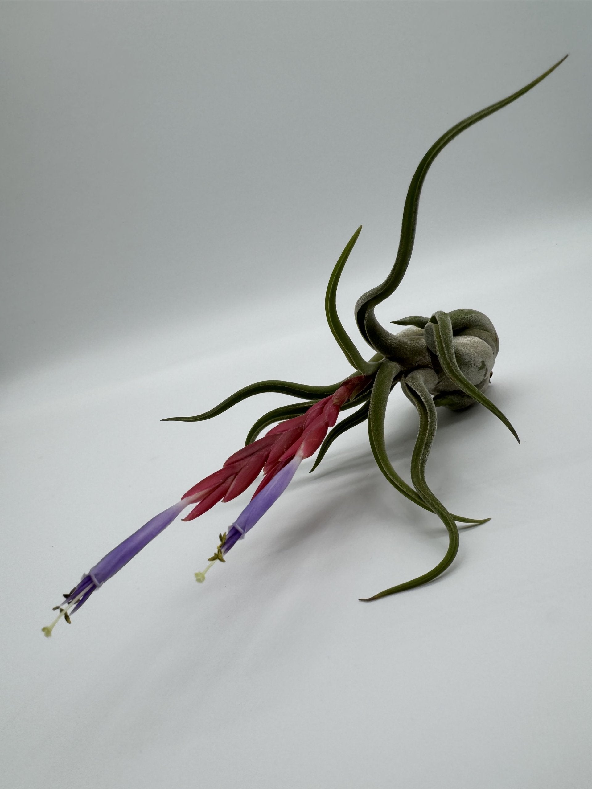 Medusenhaupt Tillandsia caput-medusae