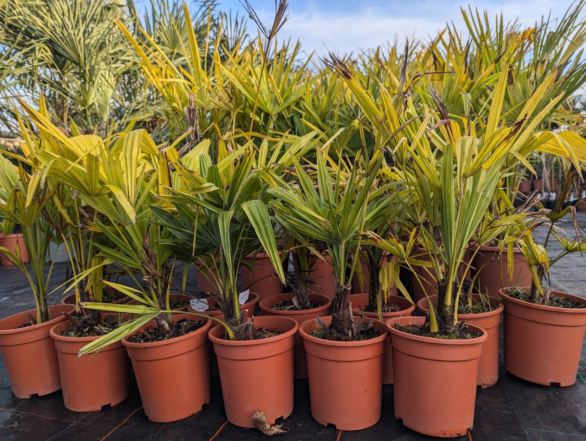 mehrere Trachycarpus