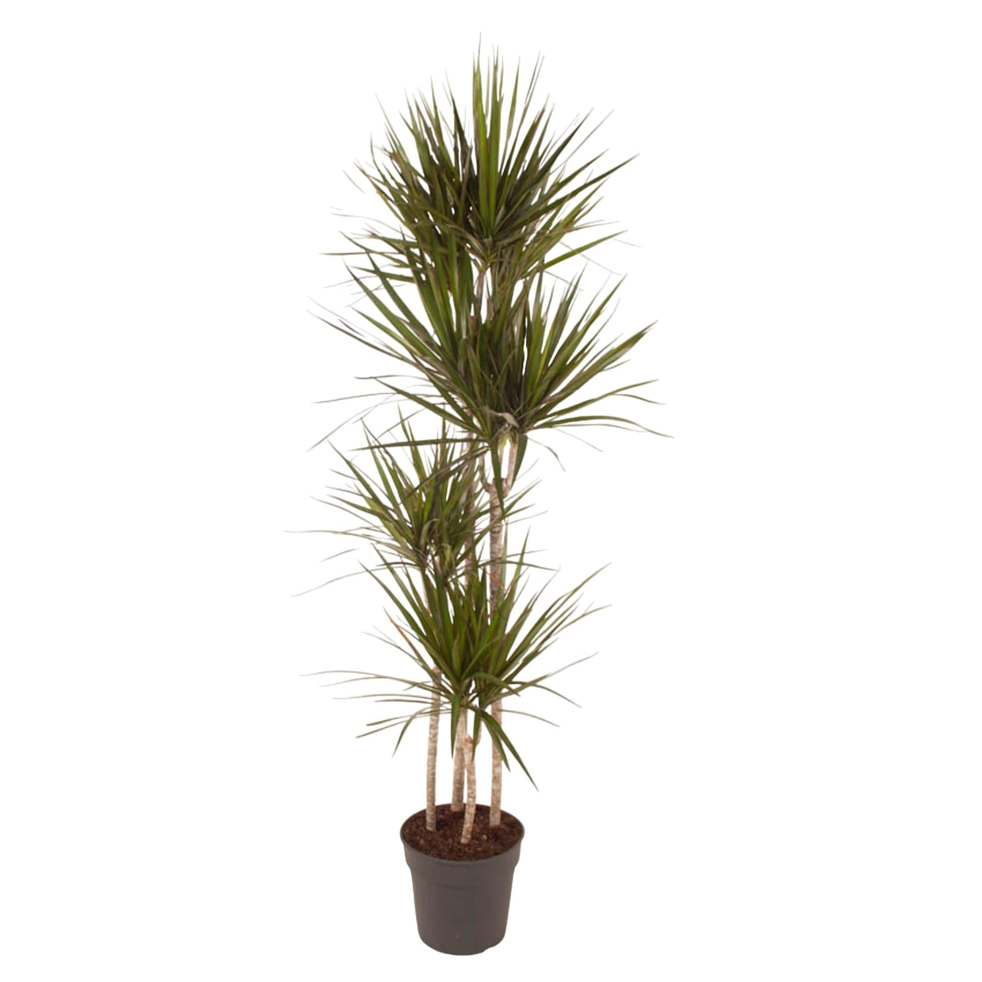 mehrstaemmiger hoher Drachenbaum Dracaena Marginata im Topf