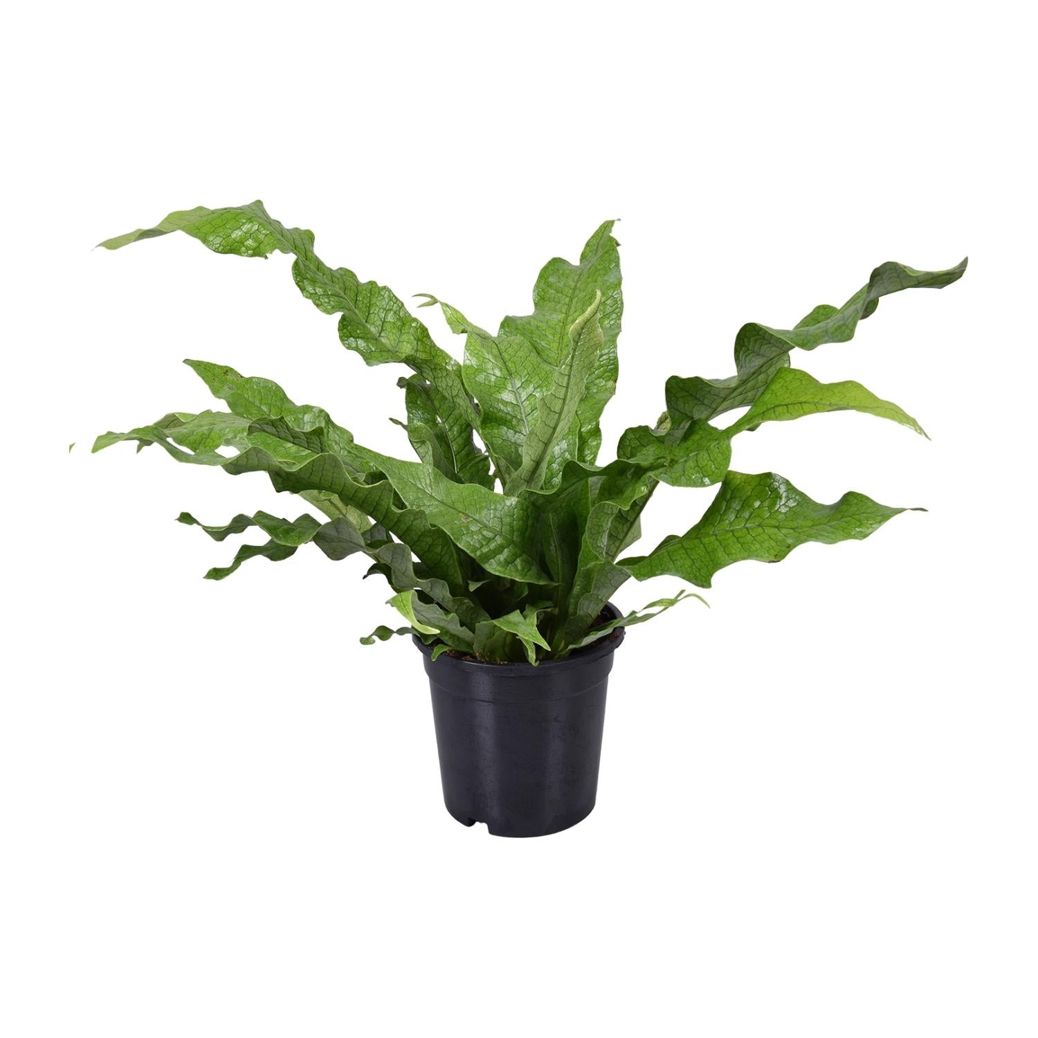 bunte Zimmerpflanze Kängurufarn Microsorum Diversifolium