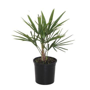 kleine Garten, Balkon und Terassenpflanze Hanfpalme Trachycarpus Fortunei im Topf