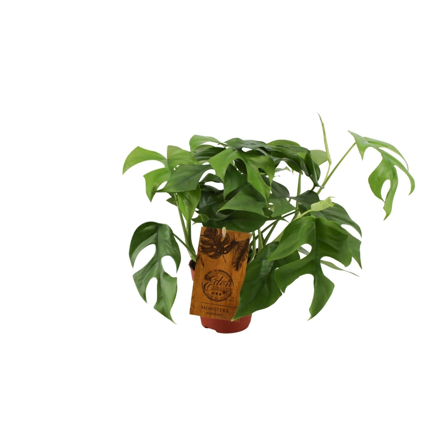 grüne Zimmerpflanze Monstera Minima  im Topf