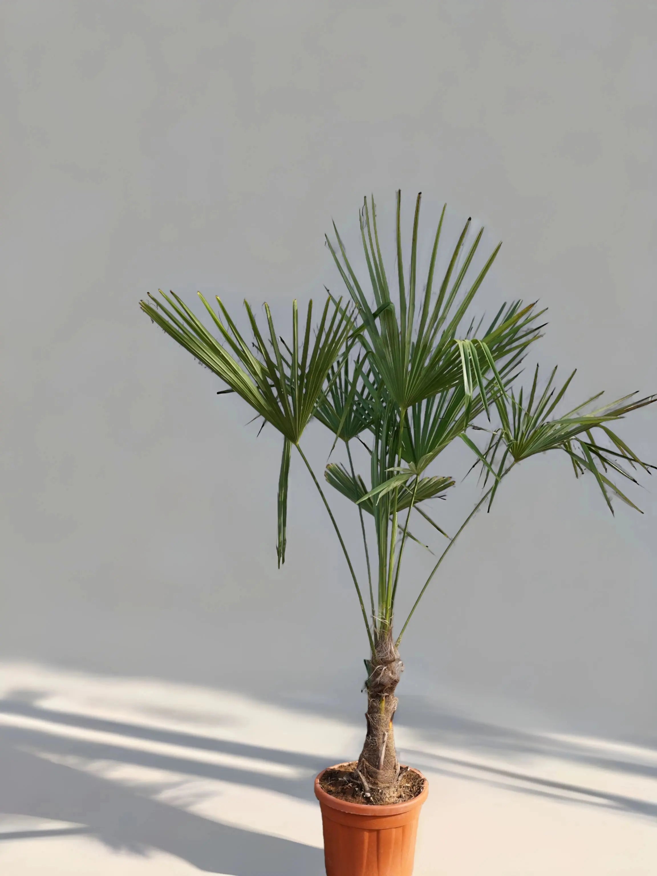 schön gefächerter Trachycarpus in mittlerer Größe