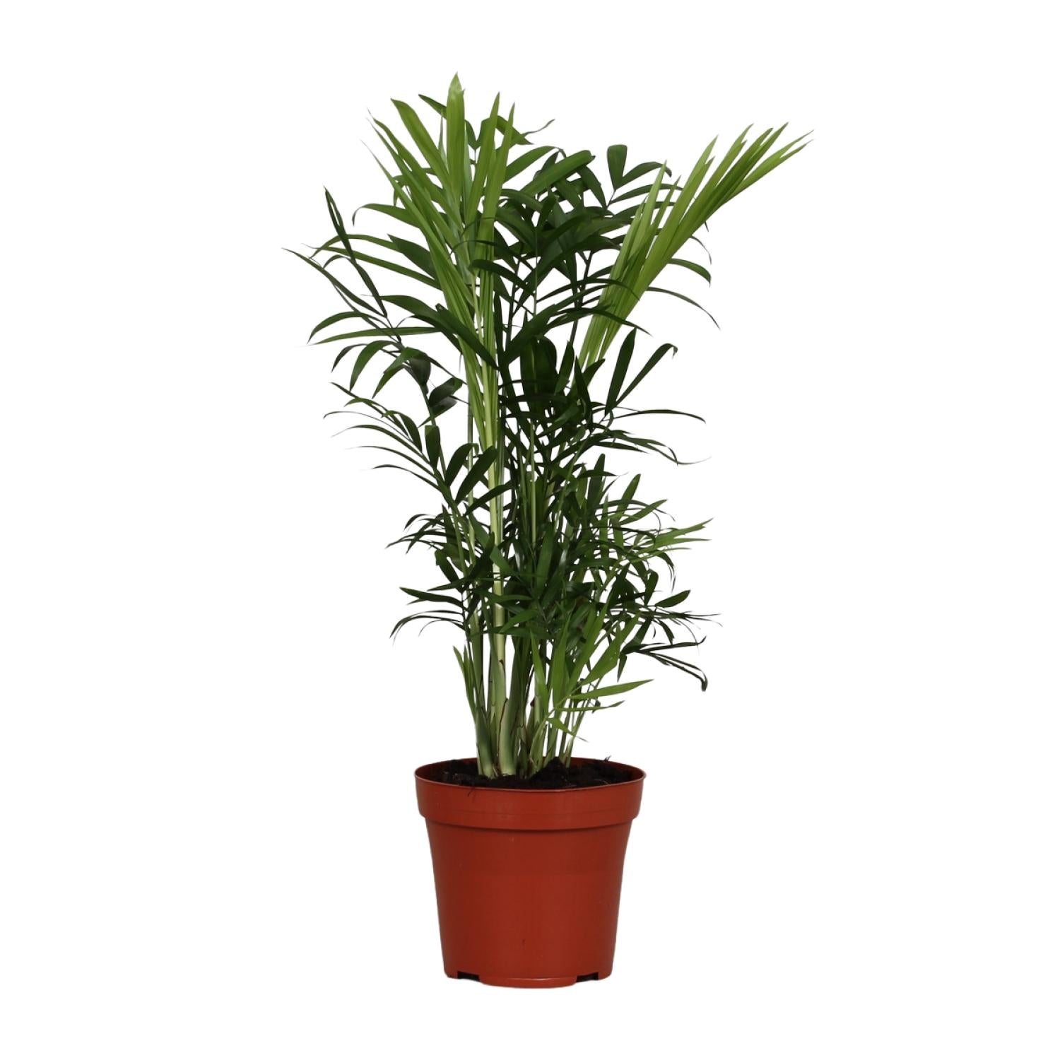 mittlere Zimmerpflanze Bergpalme - Chamaedorea elegans im Topf