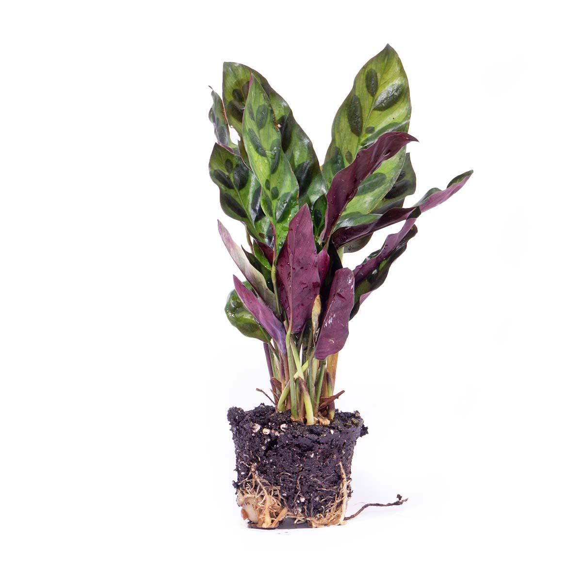 mittlere bunte Calathea Lancifolia im Topf