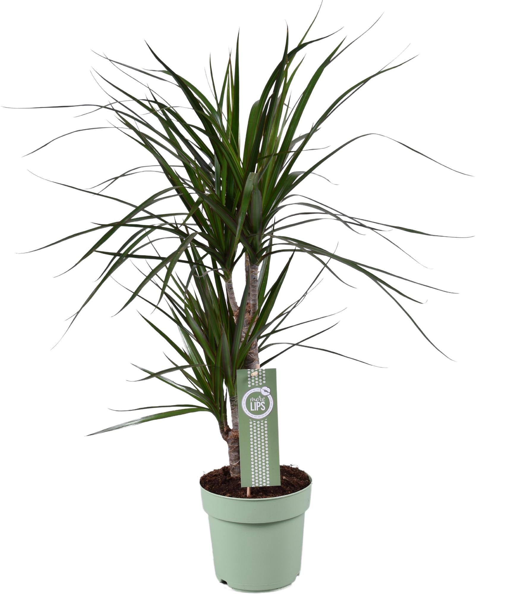 mittlere Zimmerpflanze Drachenbaum Dracaena Marginata im Topf