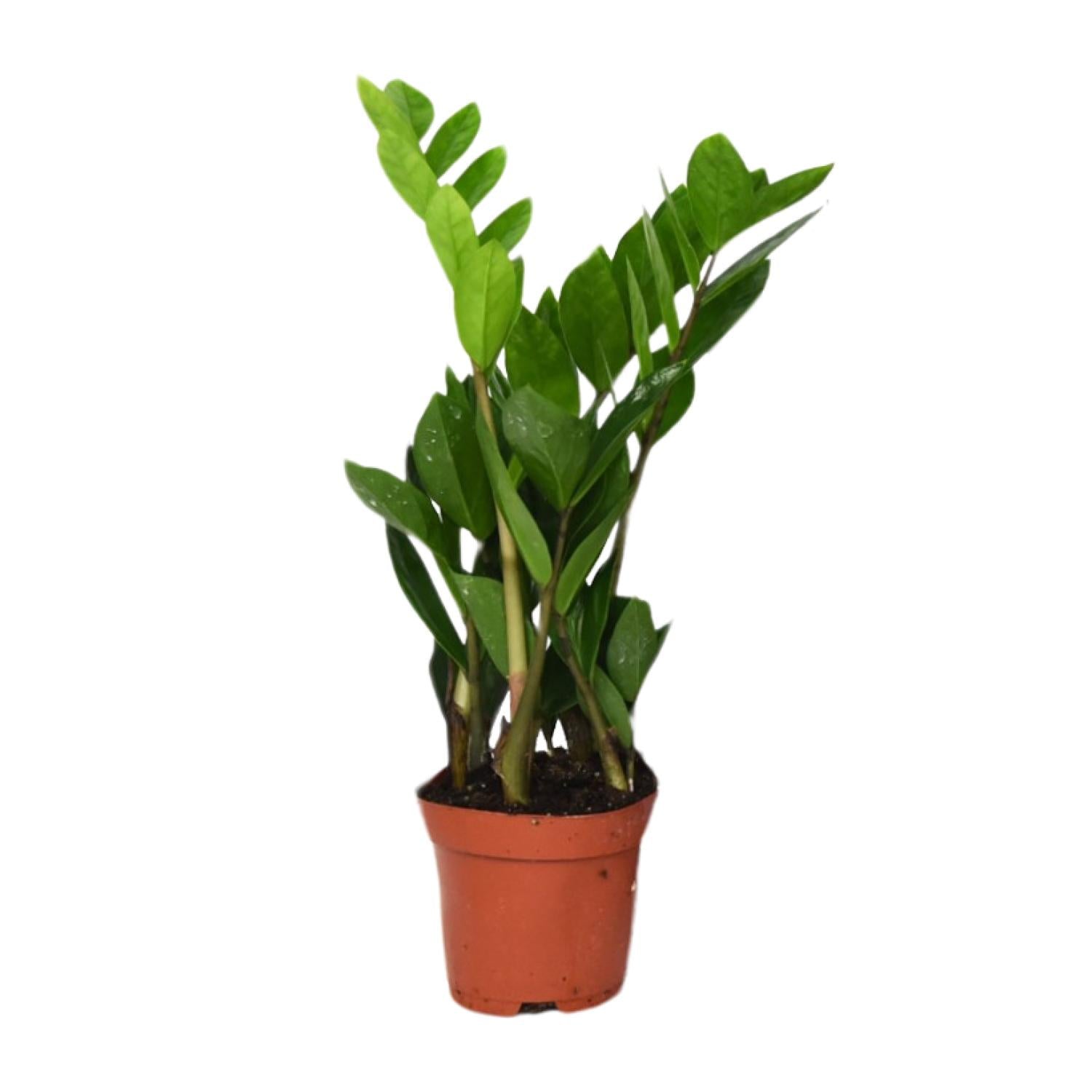 mittlere Zimmerpflanze Glücksfeder Zamioculcas