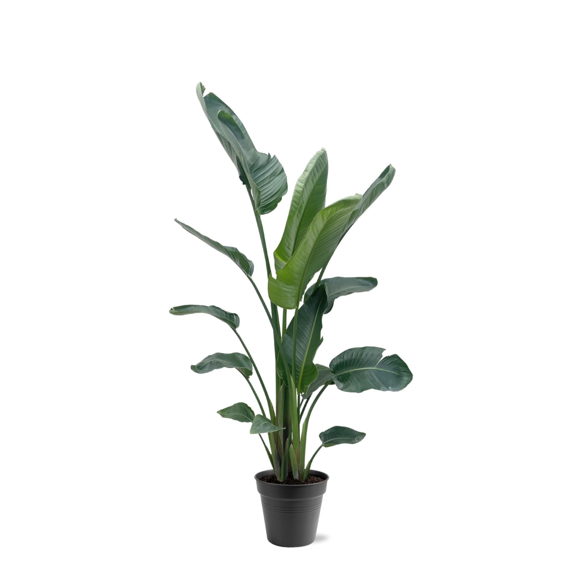 mittlere Paradiesvogelblume Strelitzia Nicolai im Topf