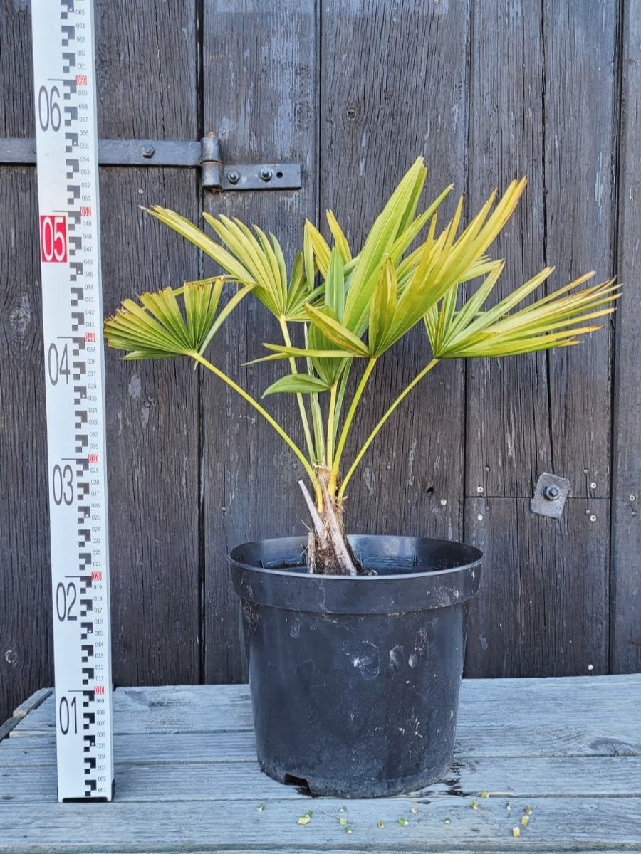 mittlere Trachycarpus Pflanze