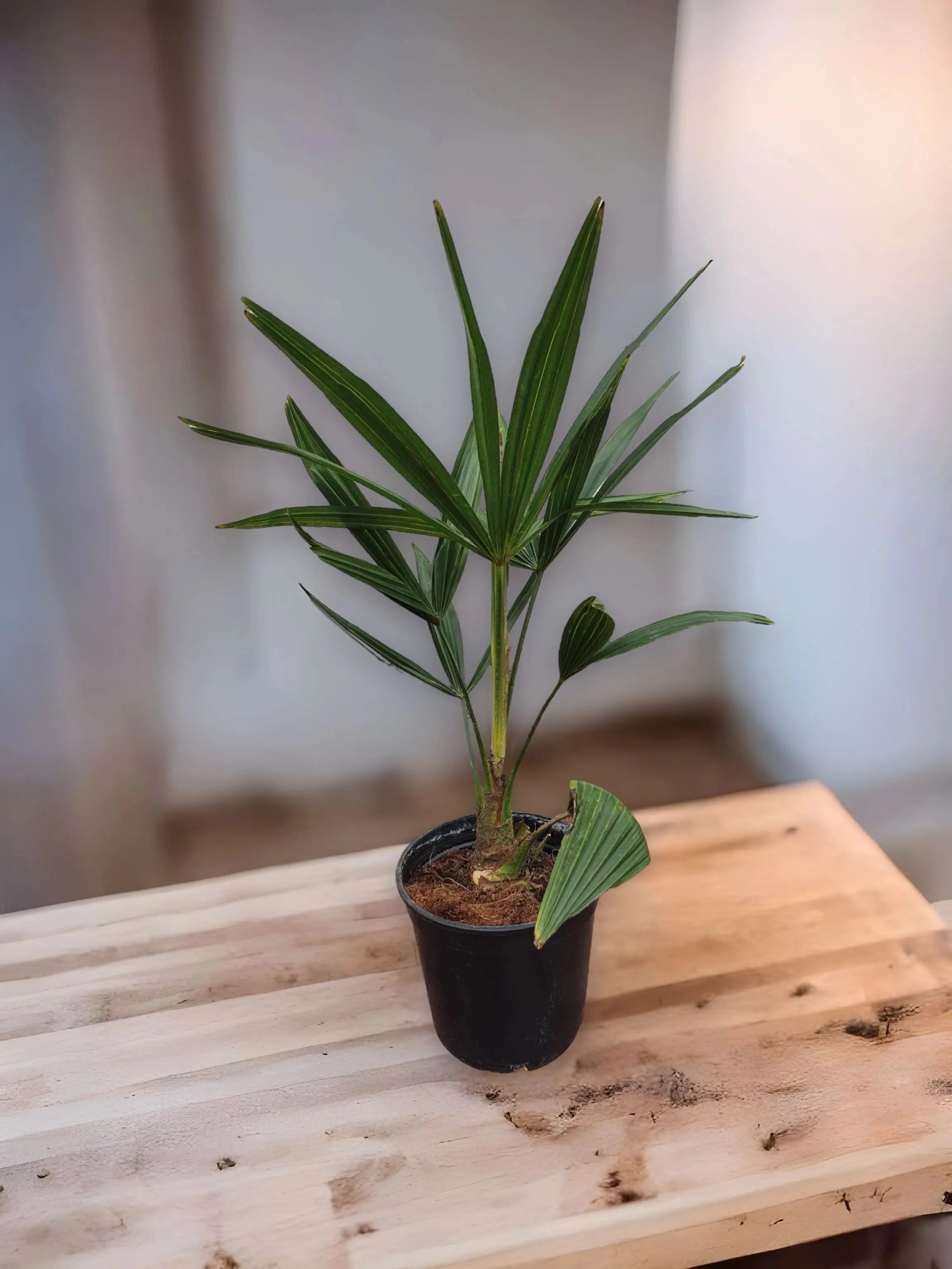 mittlere Hanfpalme trachycarpus