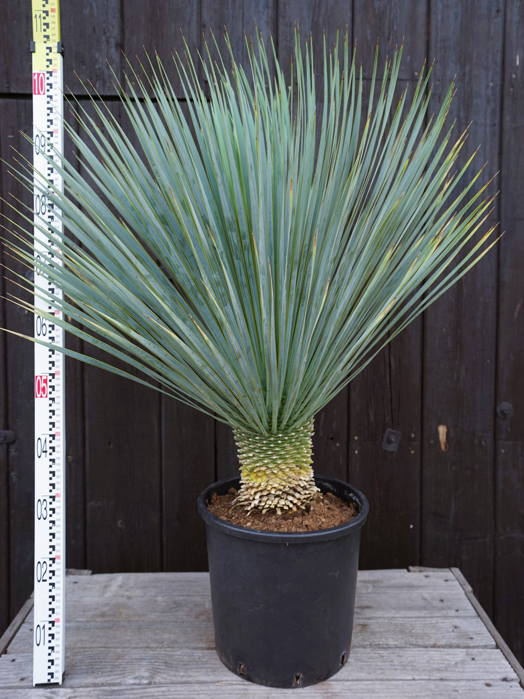 mittelgroße Yucca Rostrata