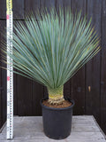 mittelgroße Yucca Rostrata
