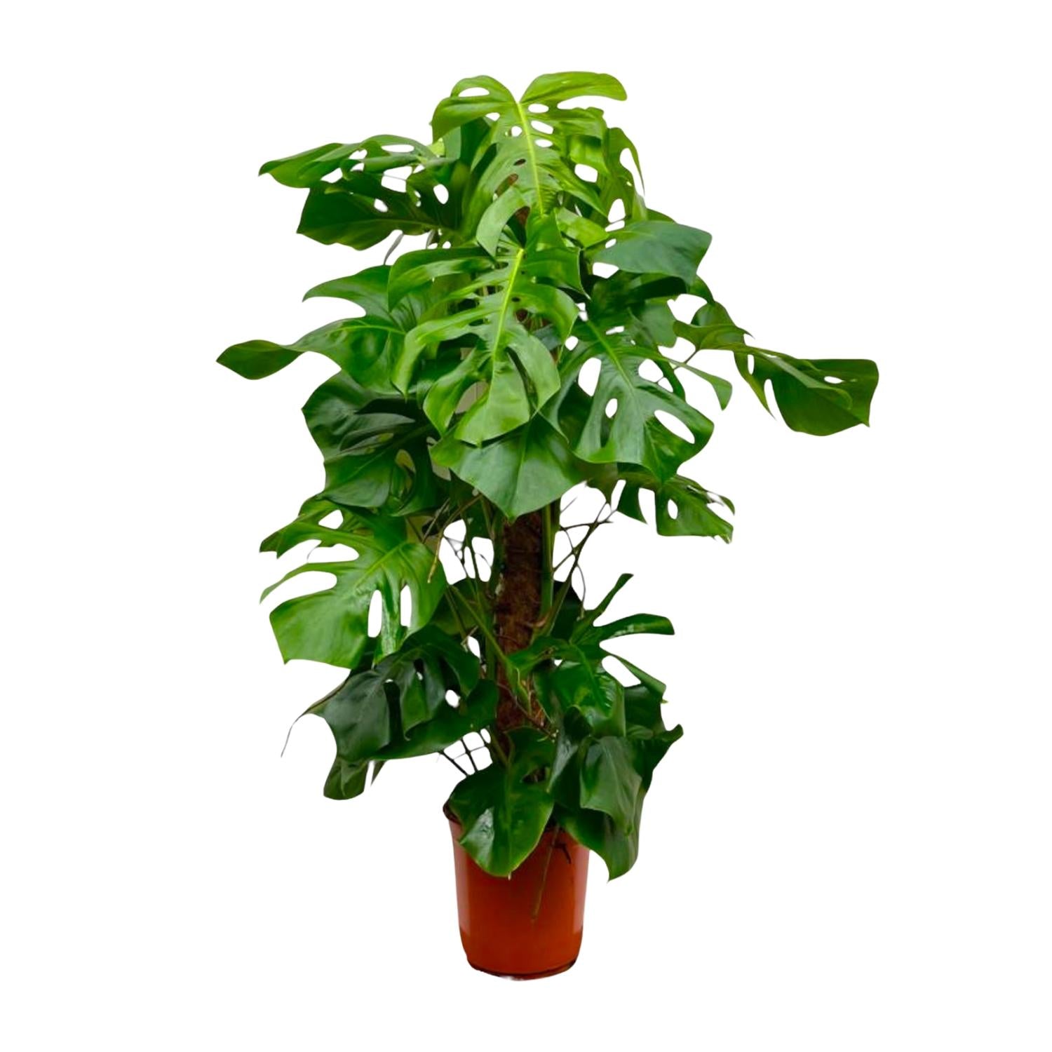 grüne Zimmerpflanze Fensterblatt Monstera Deliciosa mit Stab im Topf