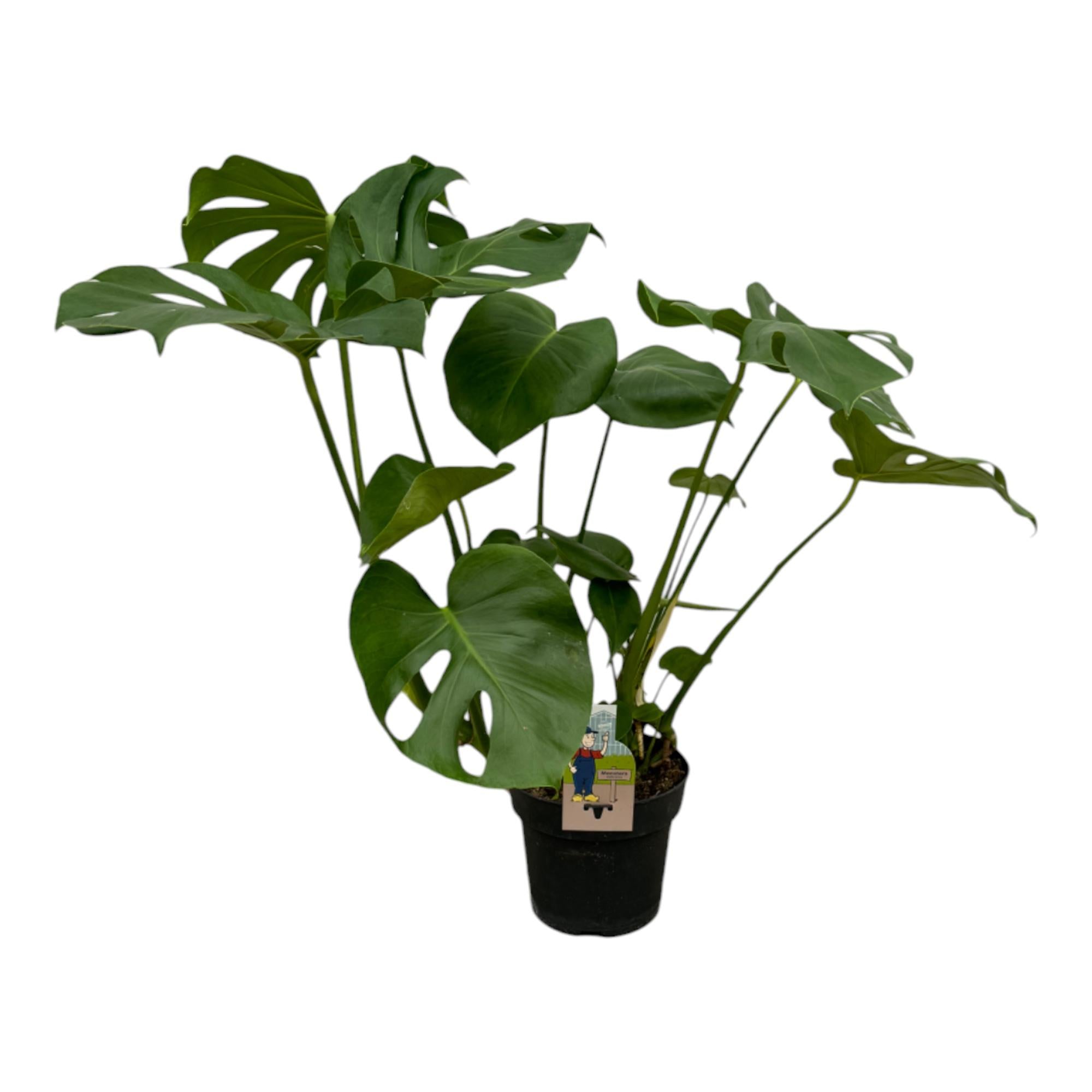 Grüne Zimmerpflanze Fensterblatt Monstera Deliciosa im Topf