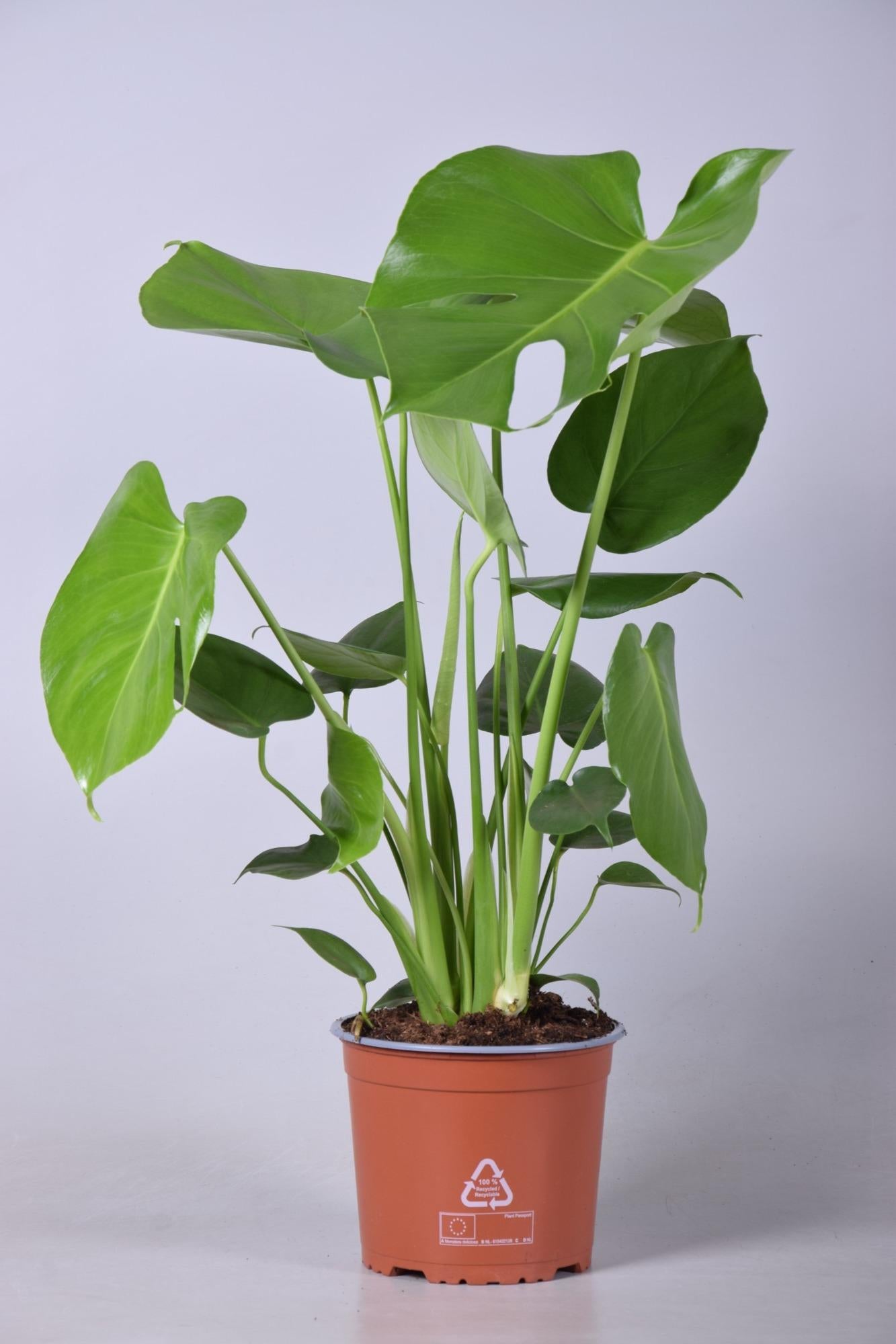 Kleine grüne Zimmerpflanze Fensterblatt Monstera Deliciosa im Topf