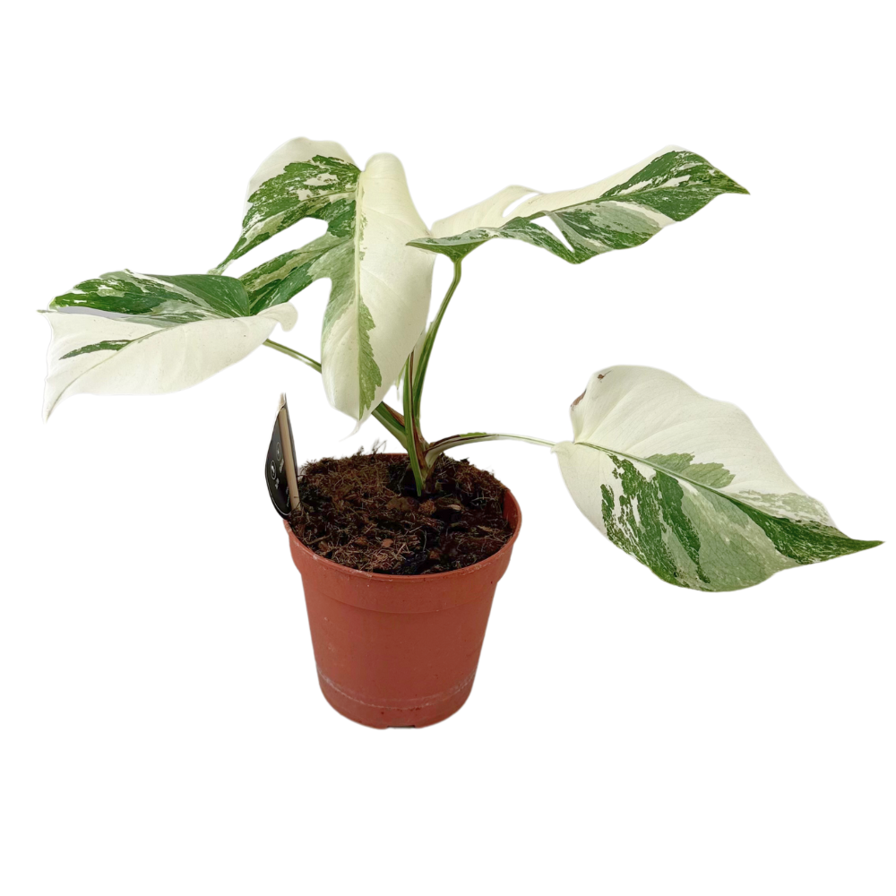 Rare Fensterblatt Monstera Deliciosa Variegata Super White im Topf