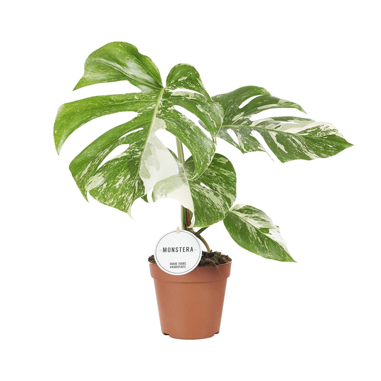 Topfpflanze Monstera Deliciosa Variegata