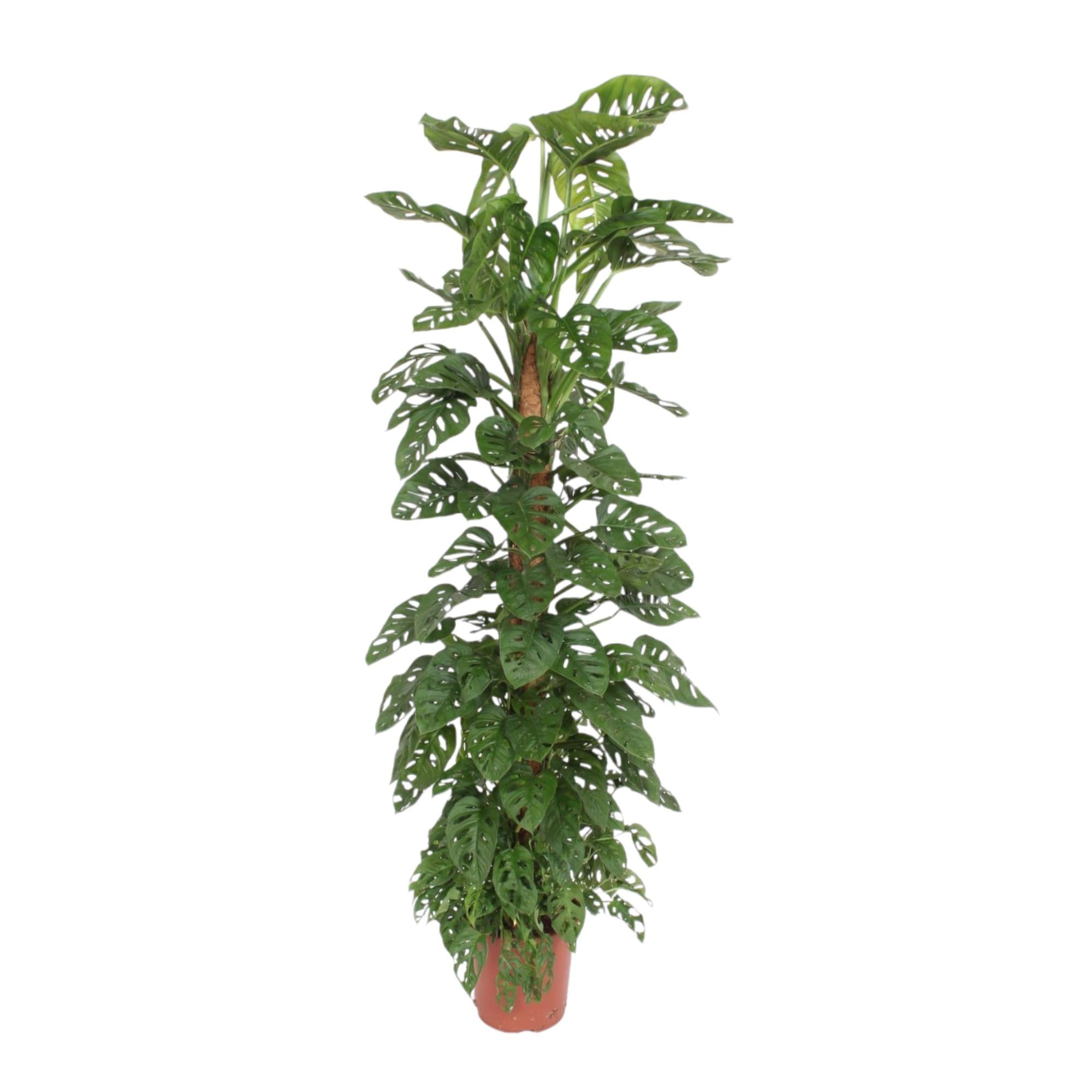 grüne Pflanze Monstera Monkey Leaf mit Moosstab im Topf