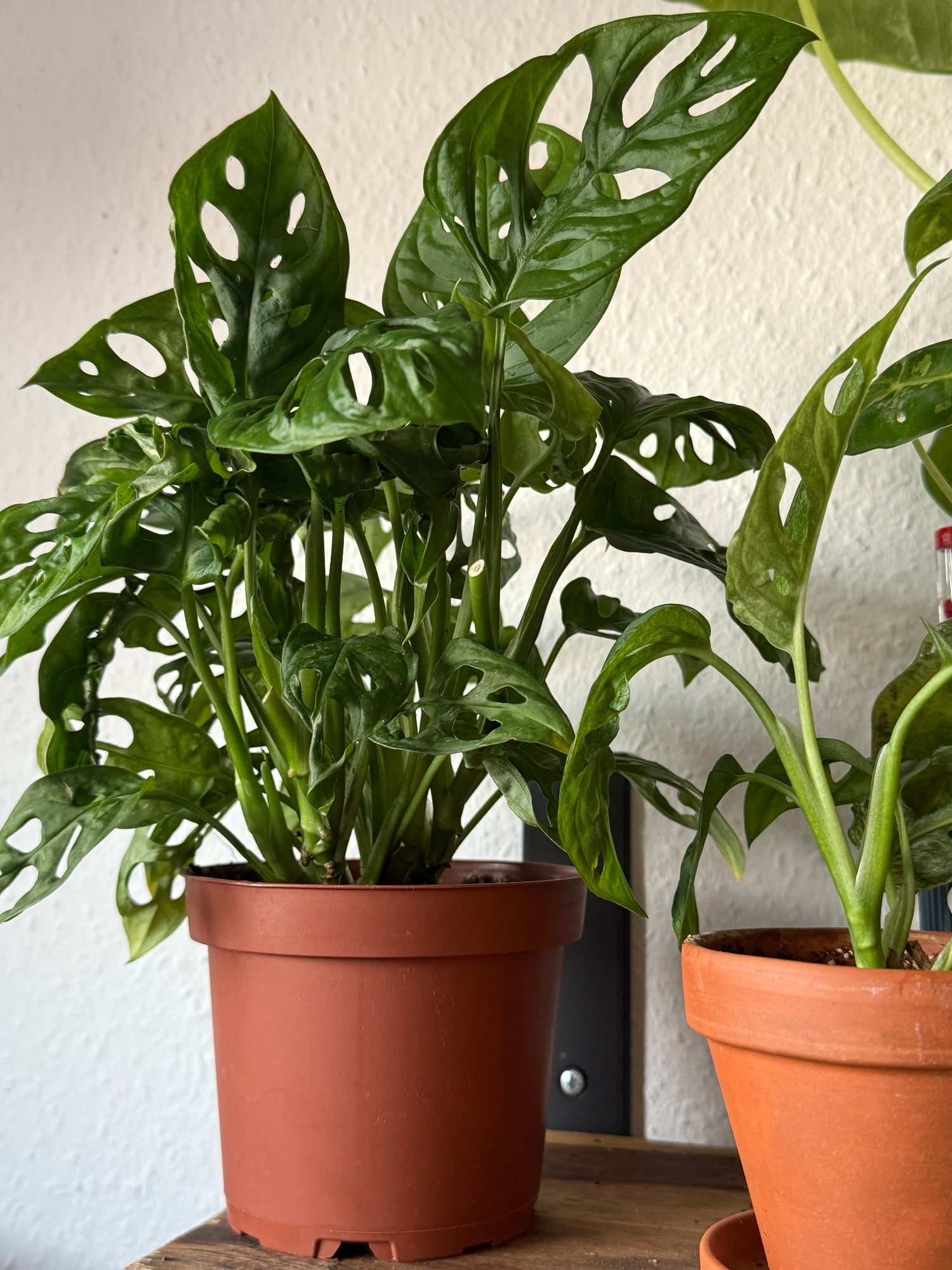 Zimmerpflanze Fensterblatt Monstera obliqua 'Monkey Leaf' im Topf