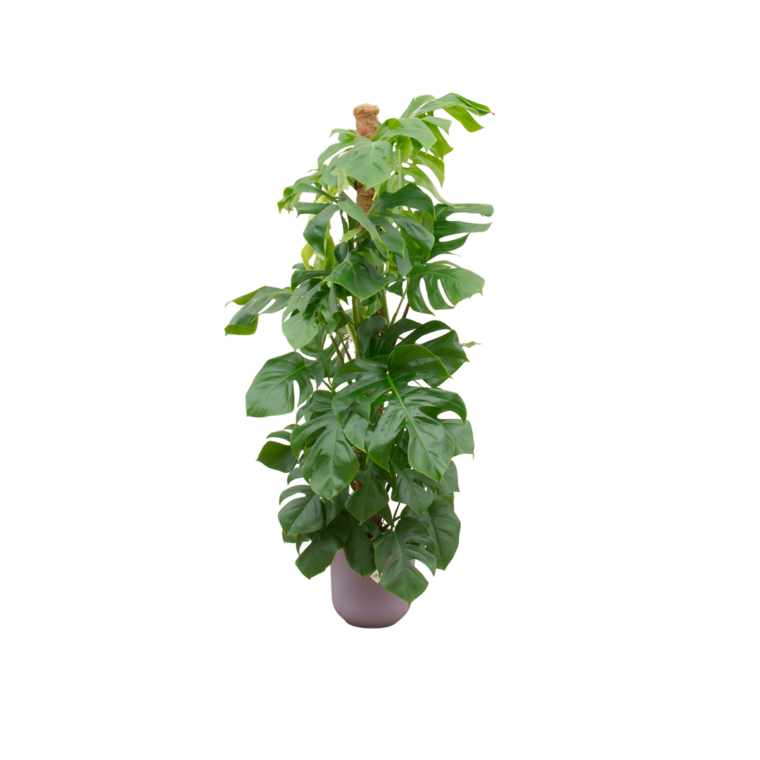 Zimmerpflanze Fensterblatt Monstera Pertusum XL in einem lila Elho Topf