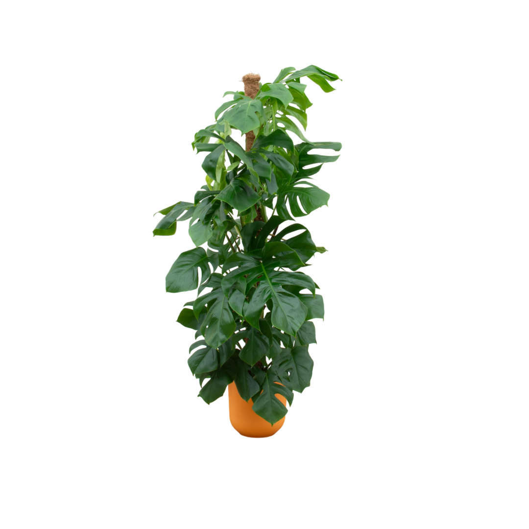 Zimmerpflanze Fensterblatt Monstera Pertusum XL in einem orangenem Elho Topf