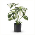 wunderbar echt aussehende monstera variegata