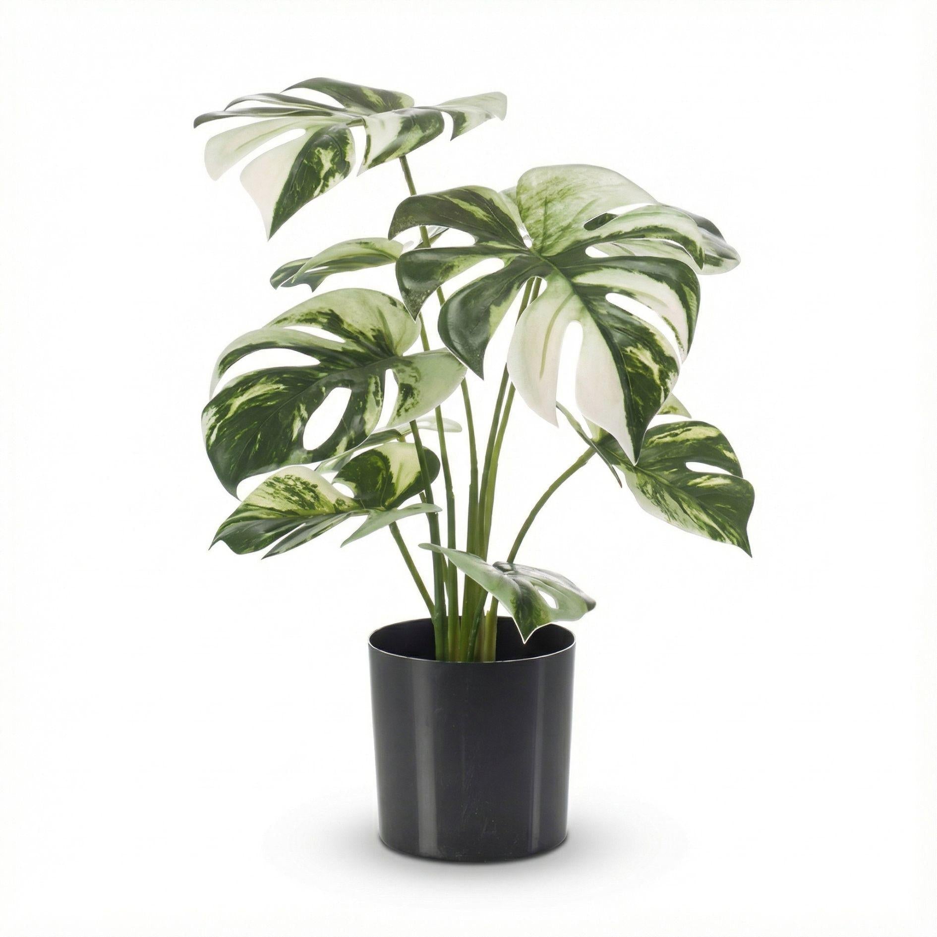 wunderbar echt aussehende monstera variegata