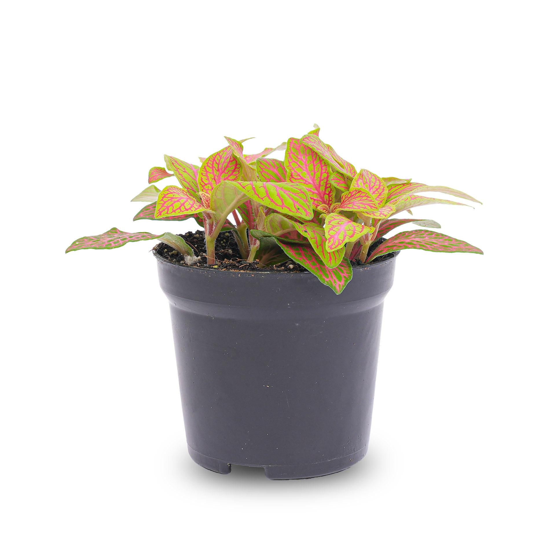 bunte Mosaikpflanze Fittonia Orange - Rosa - Ruby Lime im Topf