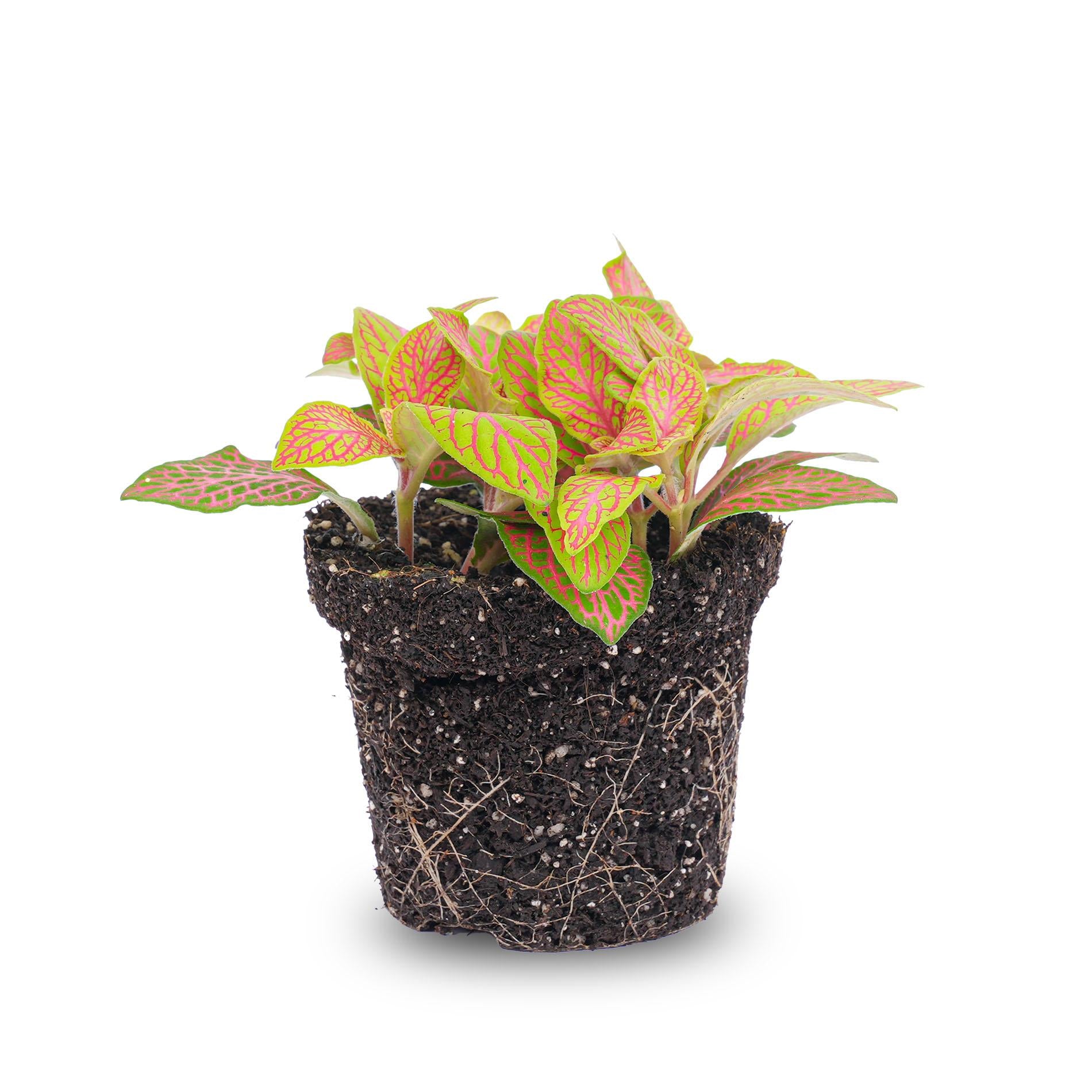 bunte Mosaikpflanze Fittonia Orange - Rosa - Ruby Lime mit sichtbaren Wurzeln