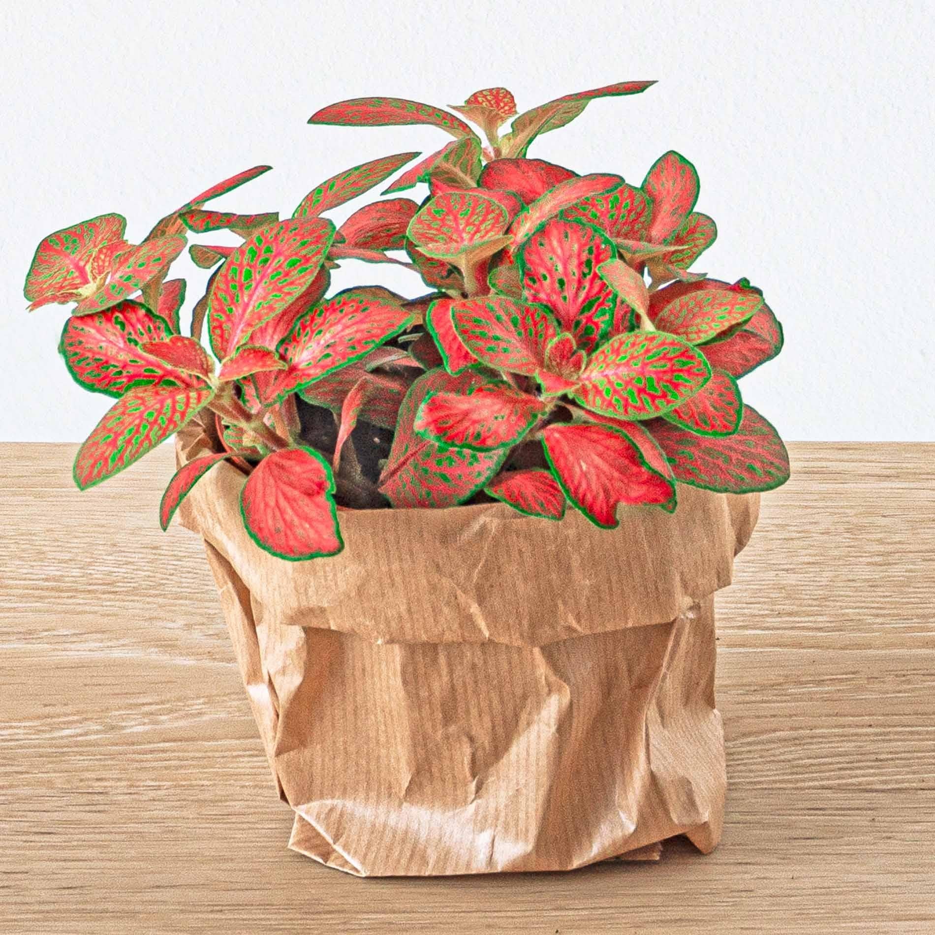 bunte Mosaikpflanze Fittonia Orange - Rosa - Ruby Lime im Topf