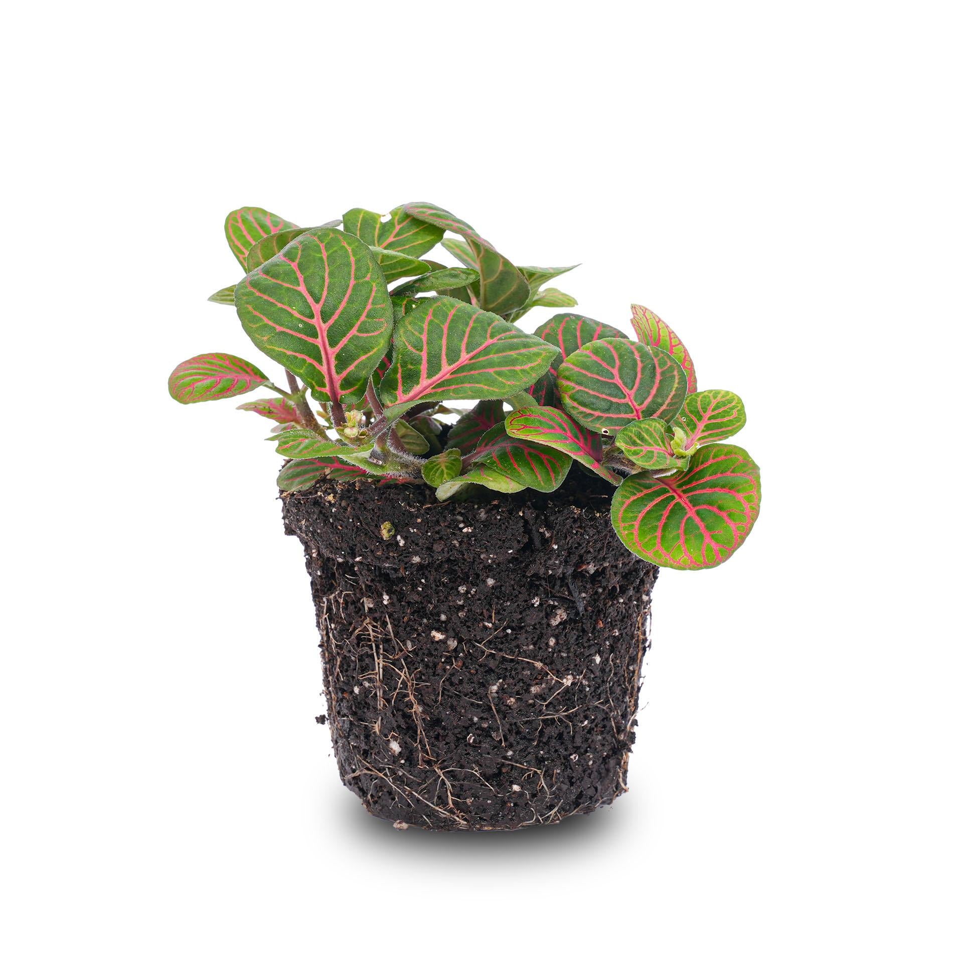 bunte Pflanze Mosaikpflanze Fittonia Bubble Red im Topf