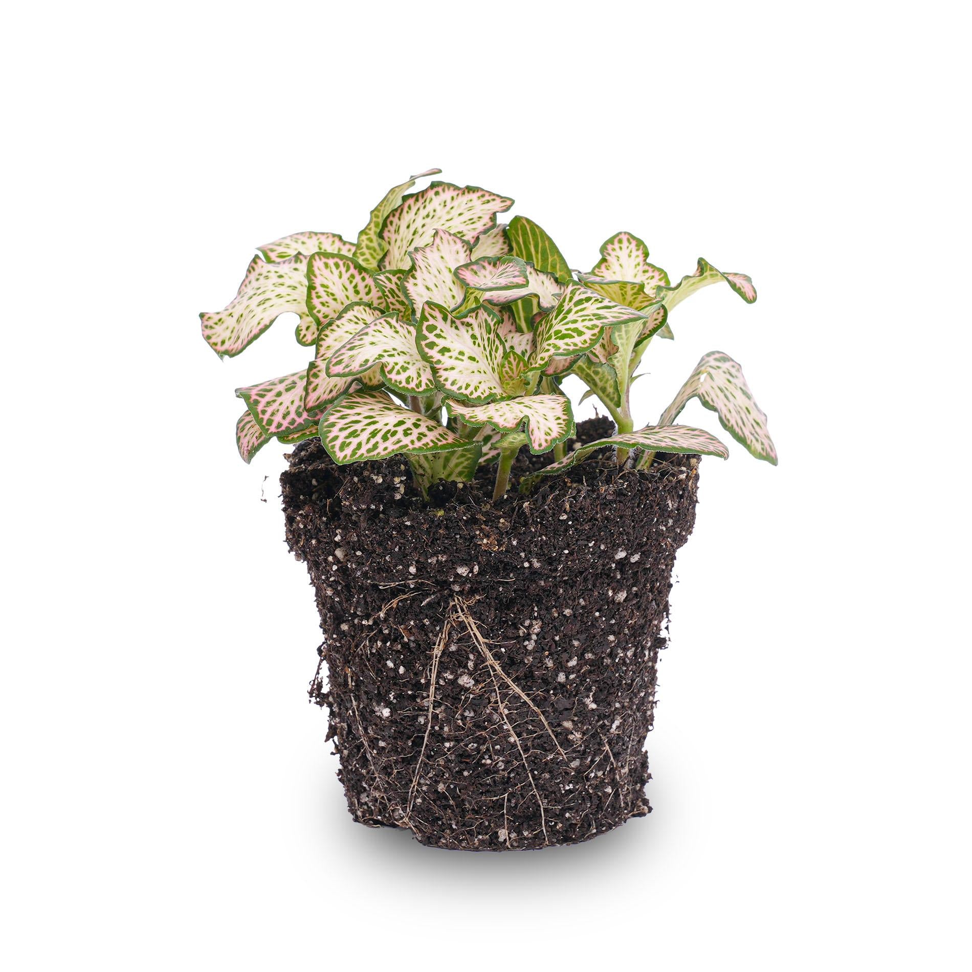 bunte Zimmerpflanze Mosaikpflanze Fittonia Pink Tiger im Topf