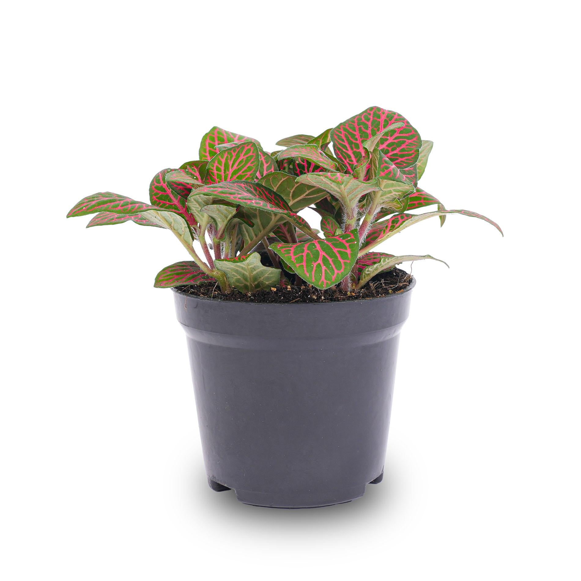 bunte Zimmerpflanze Mosaikpflanze Fittonia red im Topf