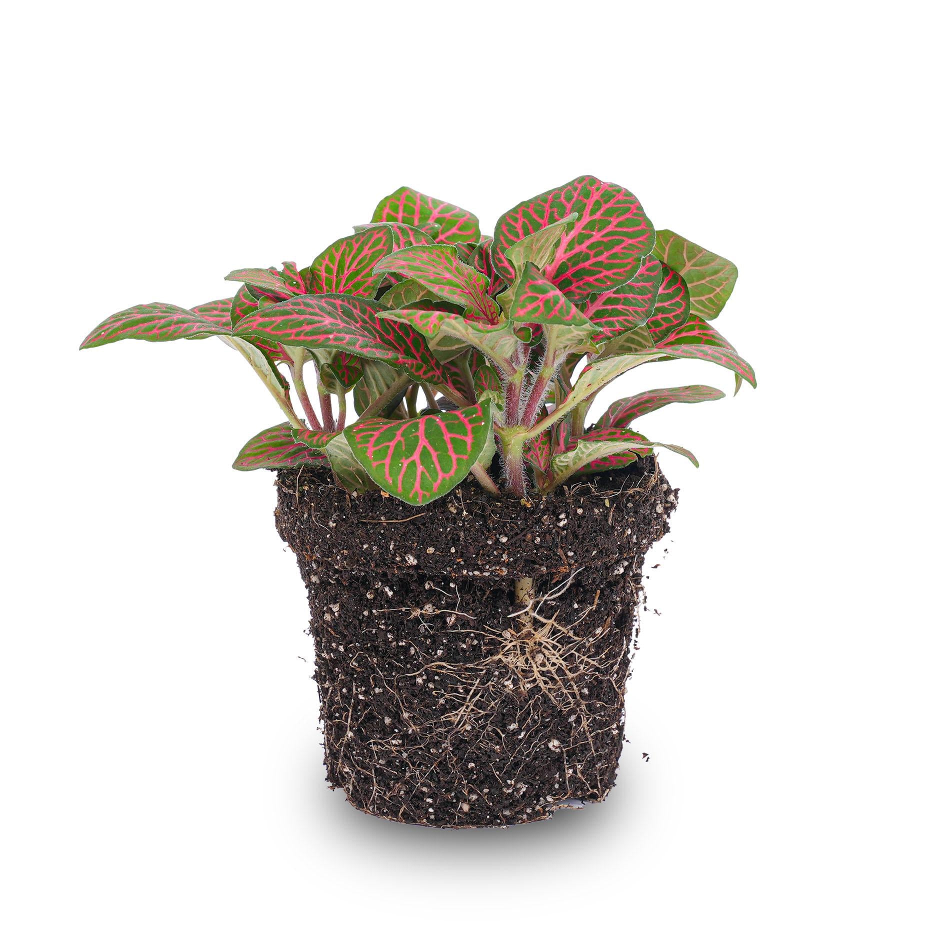 bunte Zimmerpflanze Mosaikpflanze Fittonia rot im Topf