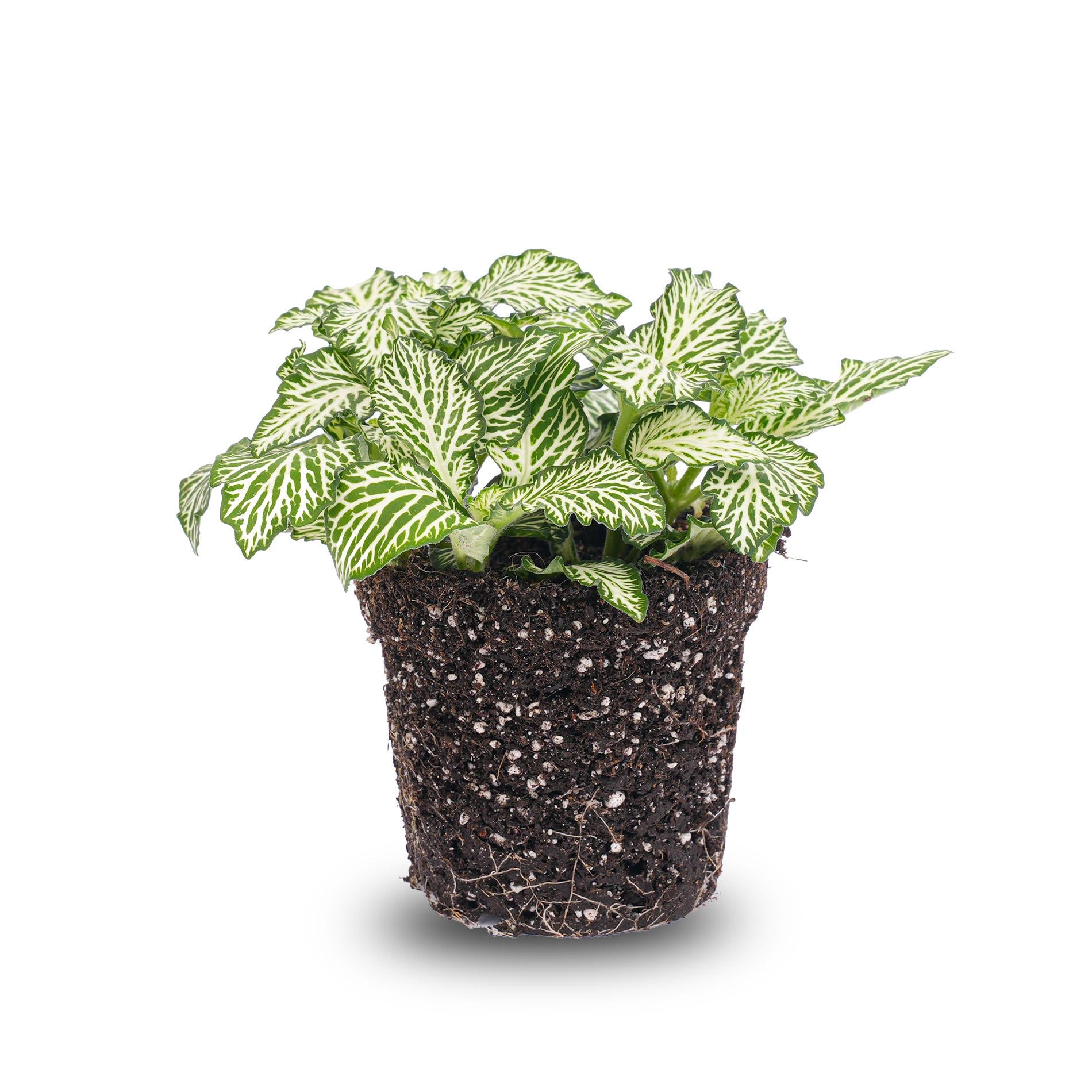Zimmerpflanze Mosaikpflanze Fittonia Weiß im Topf