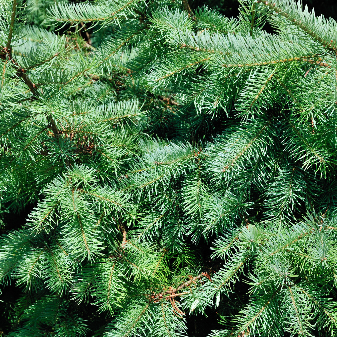 Nahaufnahme der Nadeln einer Picea glauca 'Conica'
