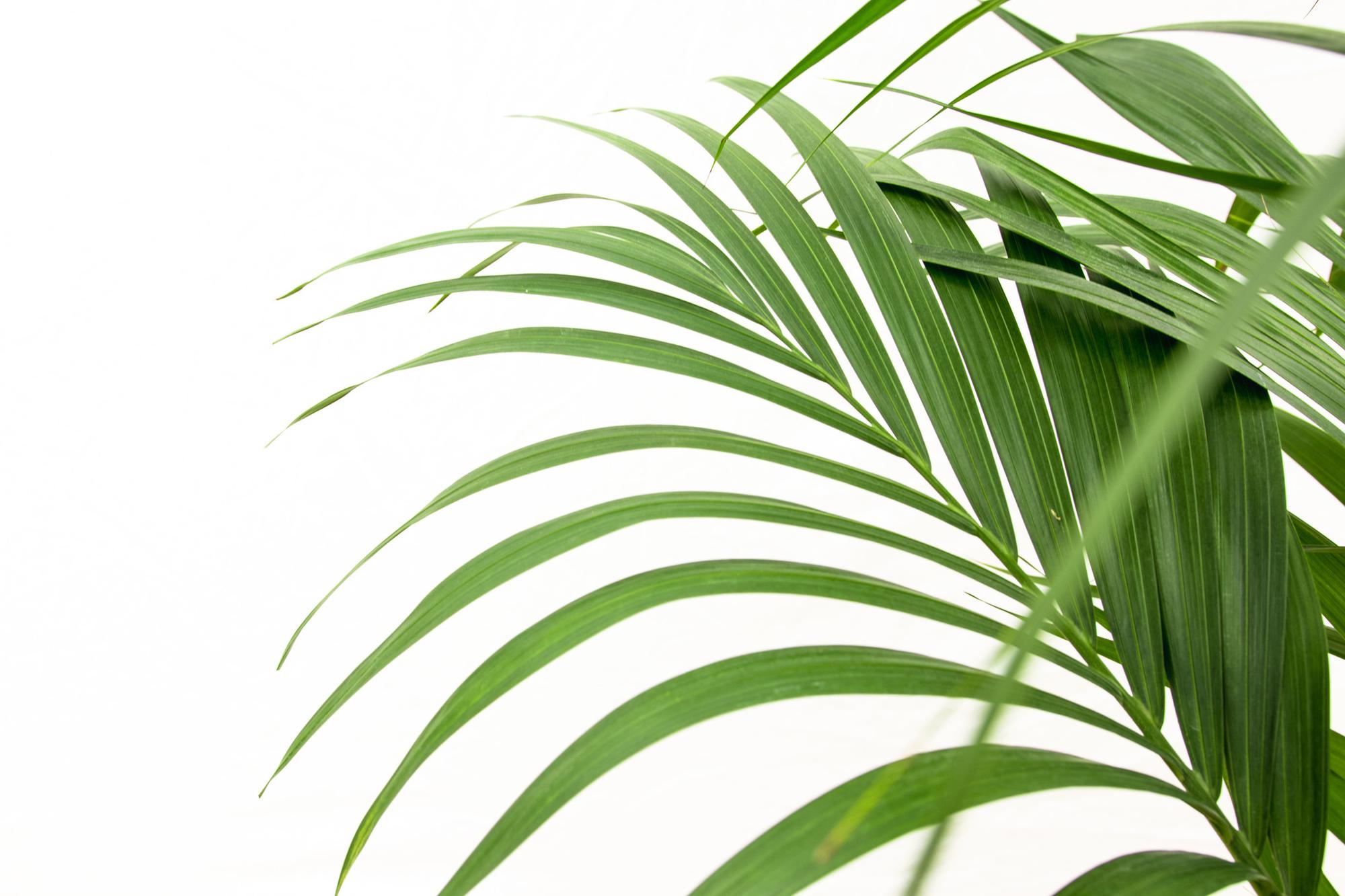 Nahaufnahme Zimmerpflanze Kentia Palme