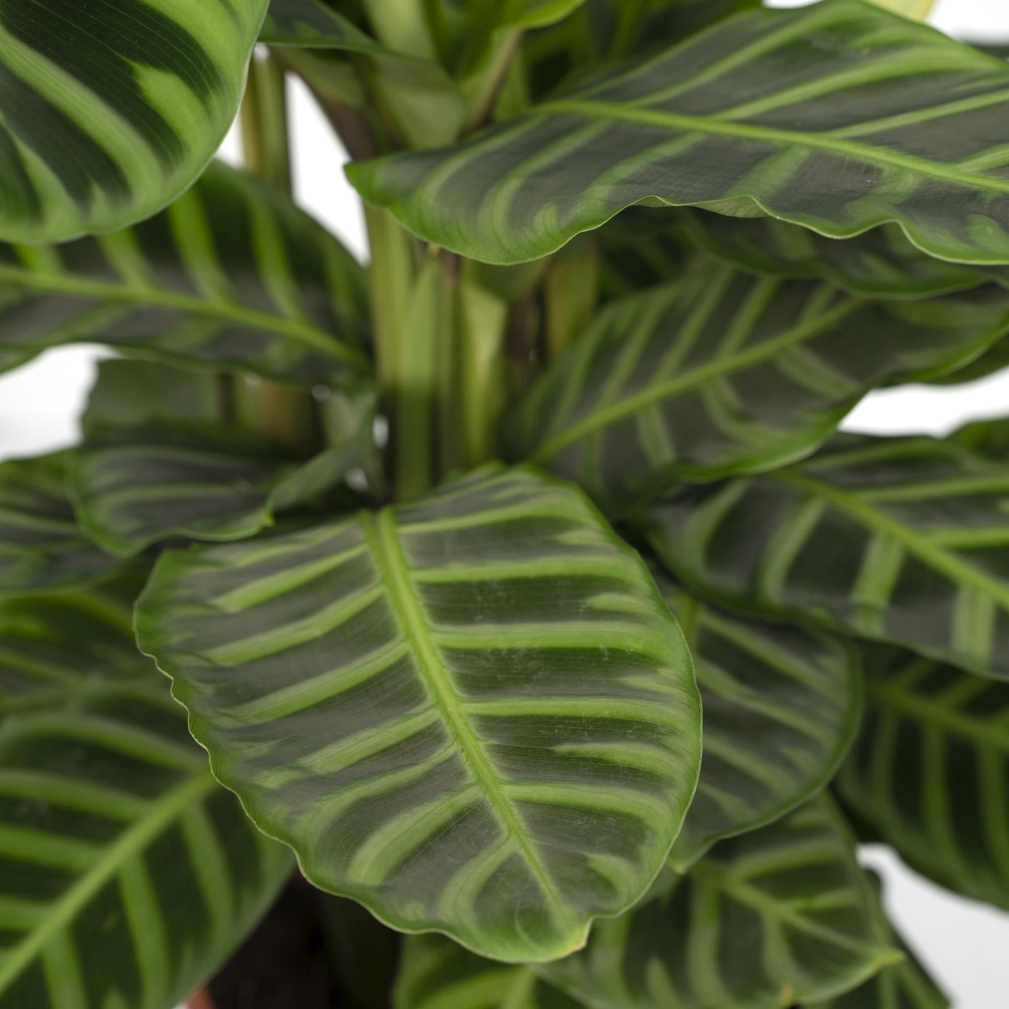 Nahaufnahme des Blattes einer Pfauenpflanze Calathea Zebrina