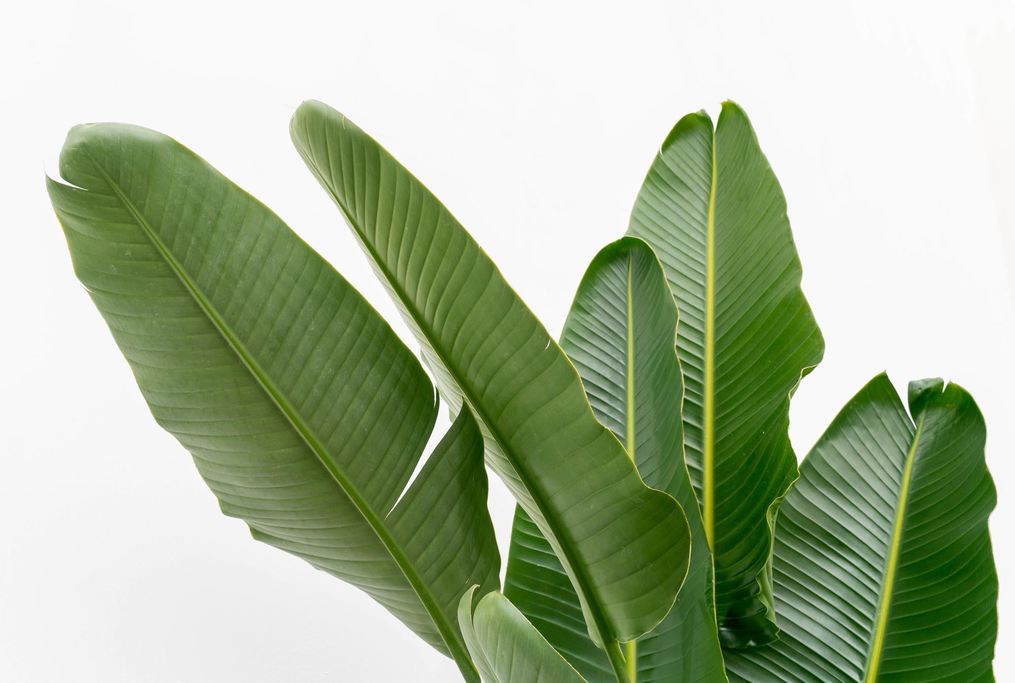 Wunderbar grünes Blatt der Strelitzie Augusta