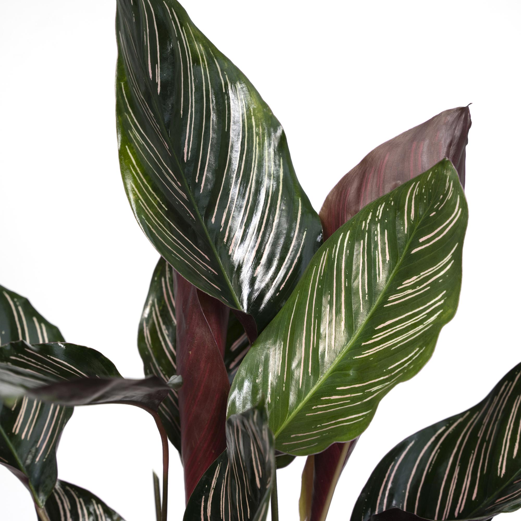 Nahaufnahme der Blätter einer Korbmarante Calathea Ornata