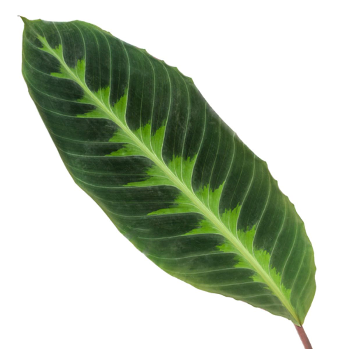 Nahaufnahme des Blattes der zimmerpflanze Samt-Korbmarante Calathea Warscewiczii
