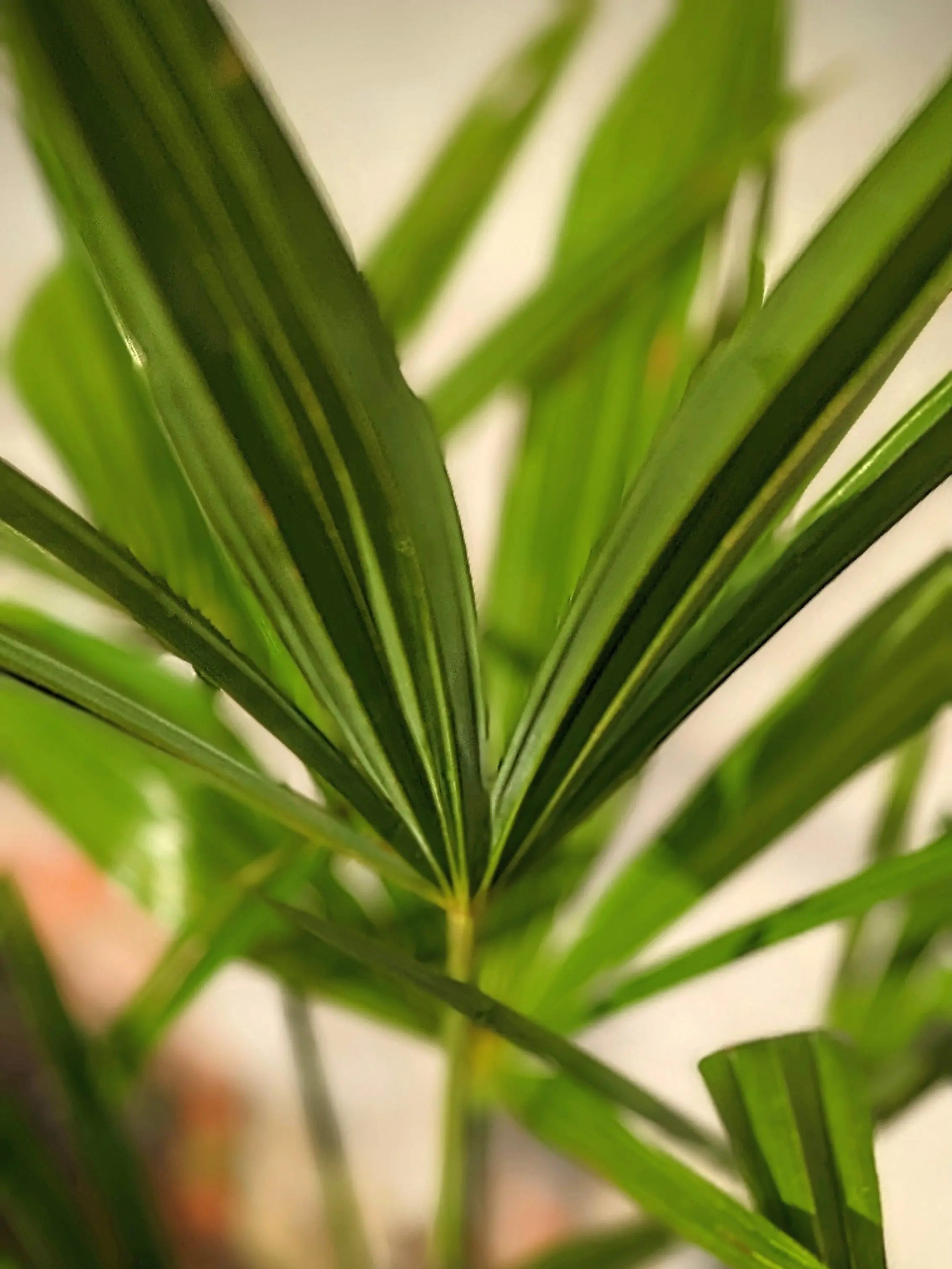 Nahaufnahme des Fächers einer Trachycarpus Hanfpalme