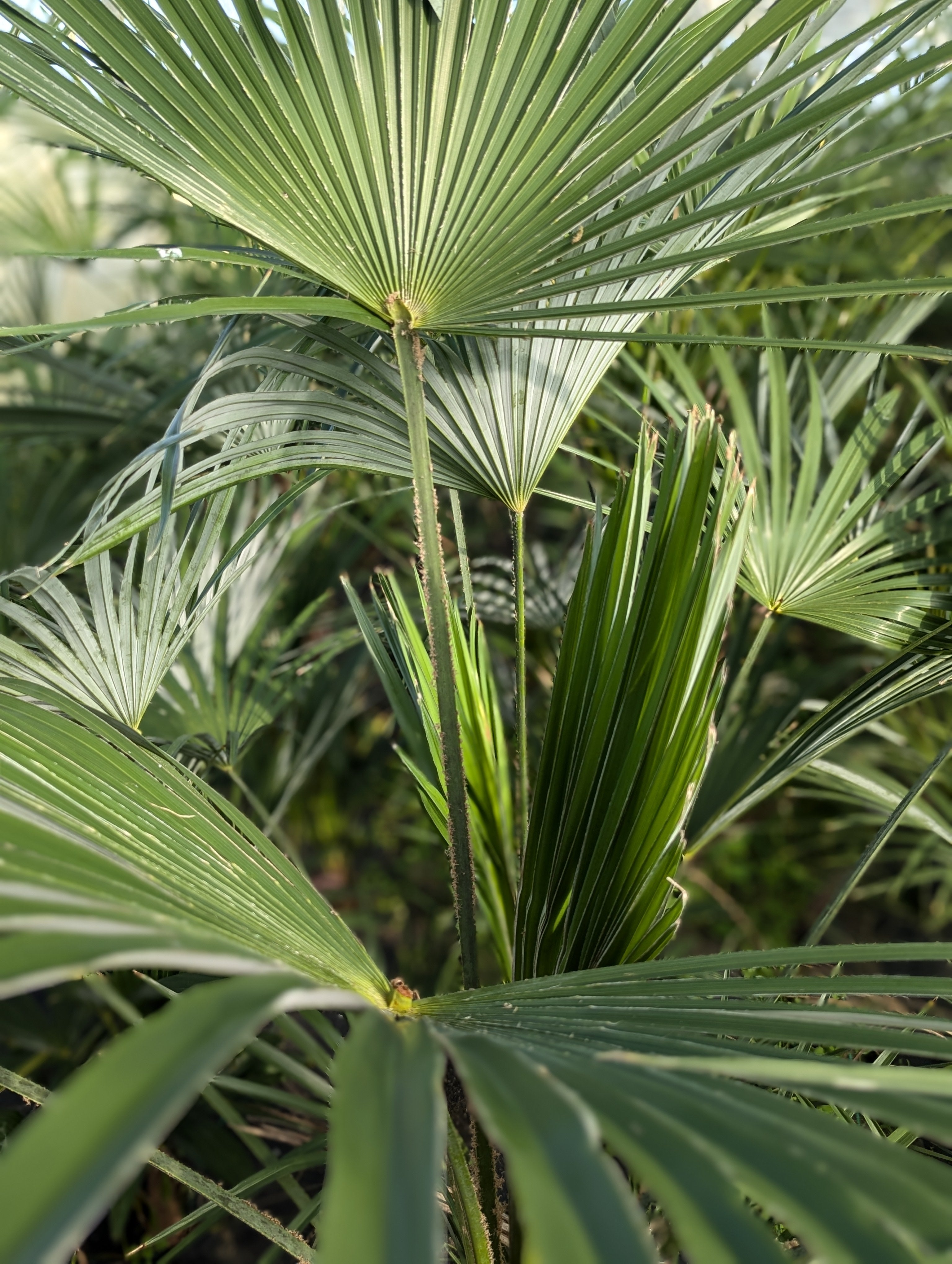 schöne Nahaufnahme der hybriden Palme 