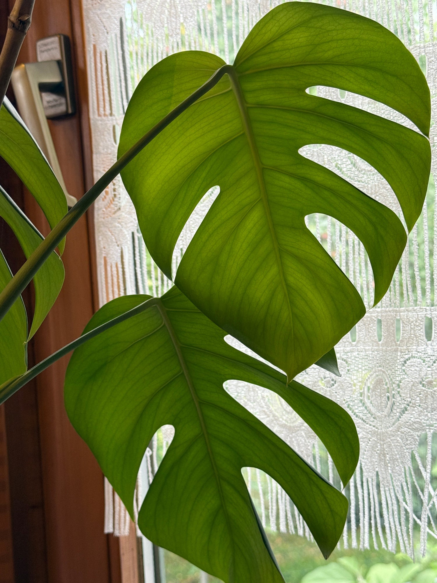 Nahaufnahme eines Monstera Blattes